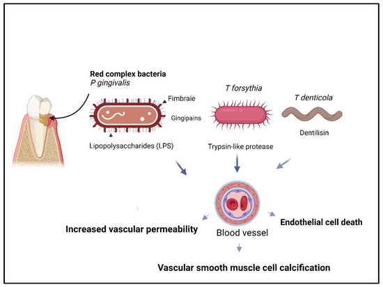 ガム Zebra 800082-008 - Barcodesinc.com