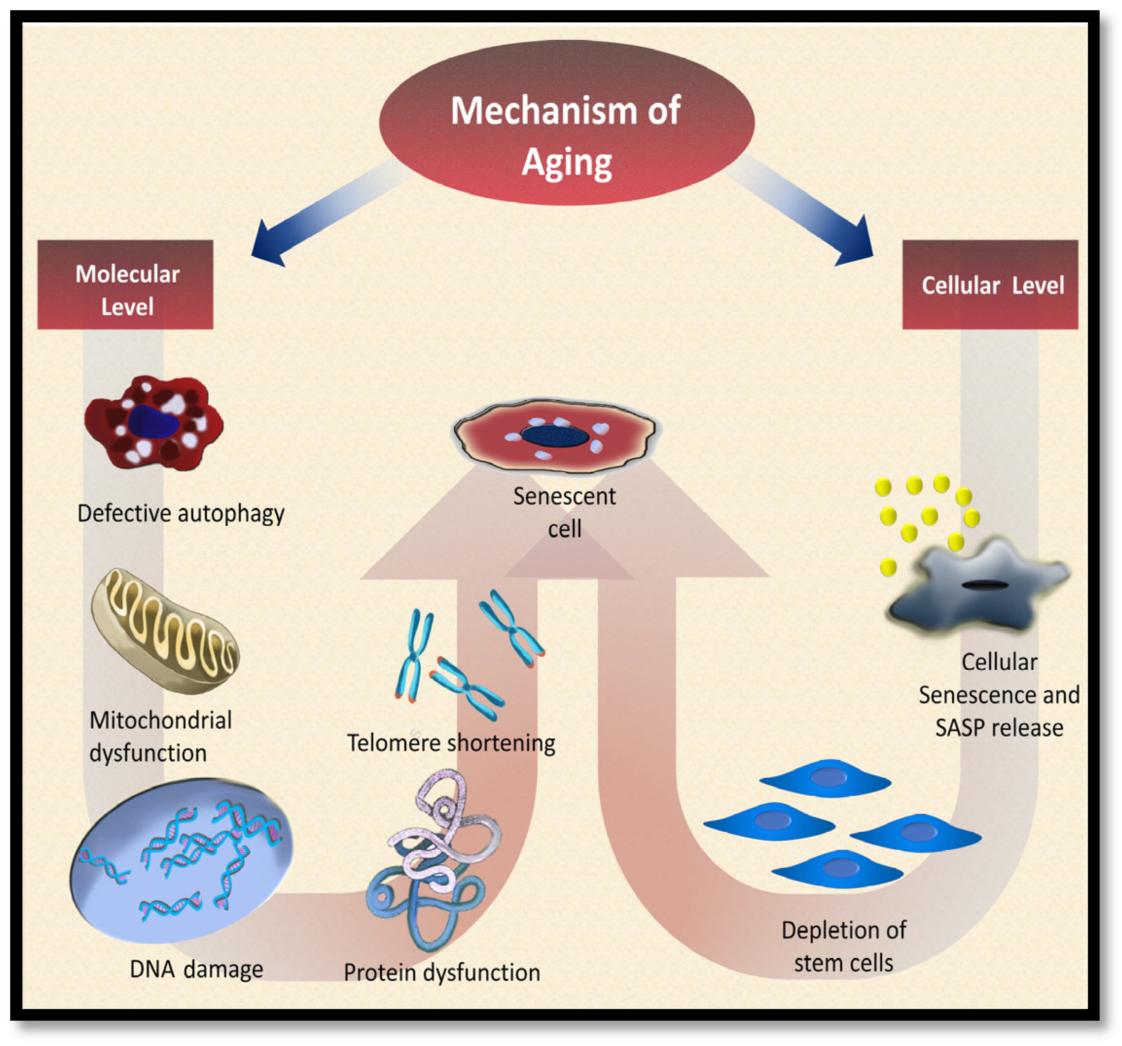 Dentistry 13 00106 g001