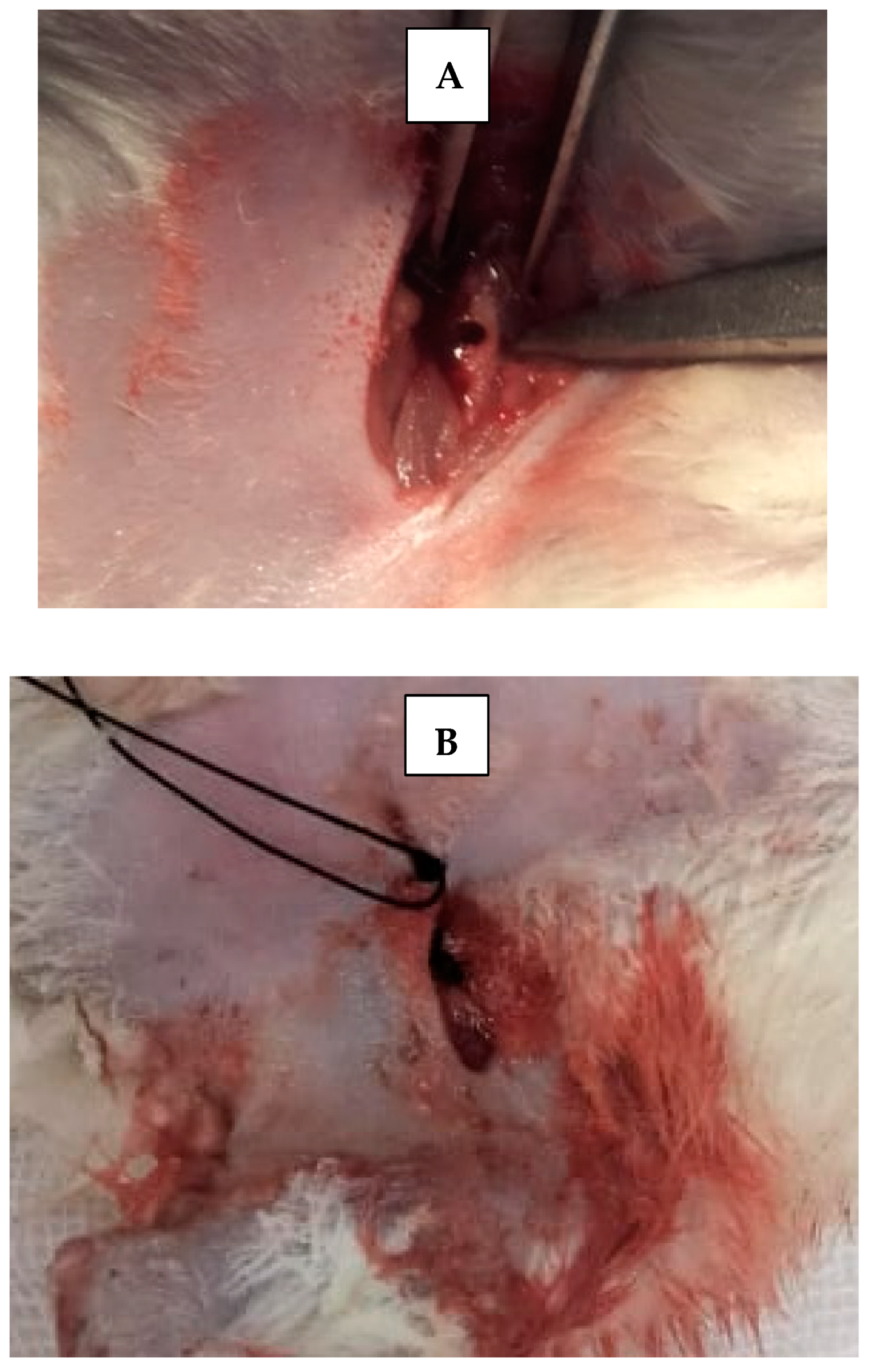 Dentistry 13 00153 g003