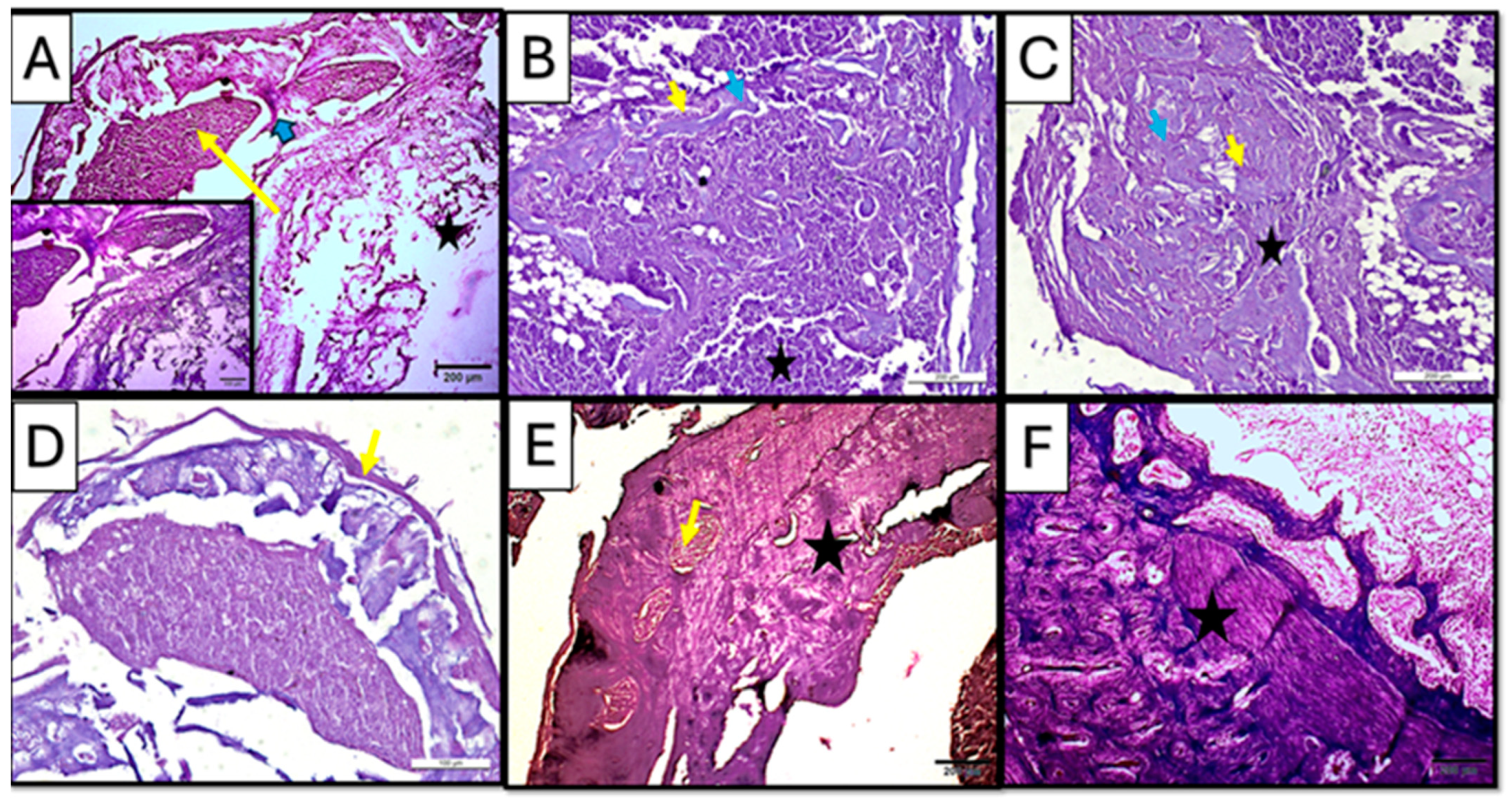 Dentistry 13 00153 g007