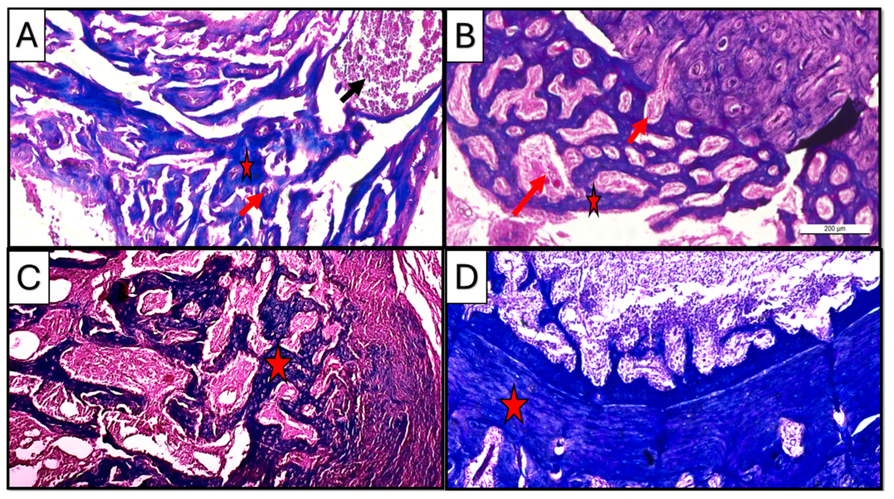 Dentistry 13 00153 g008