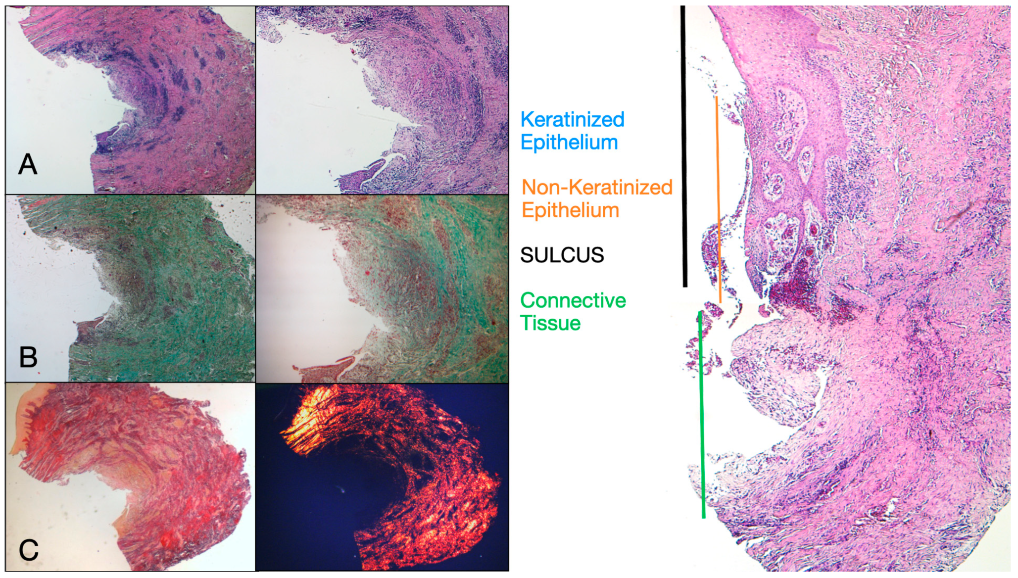 Dentistry 13 00154 g002