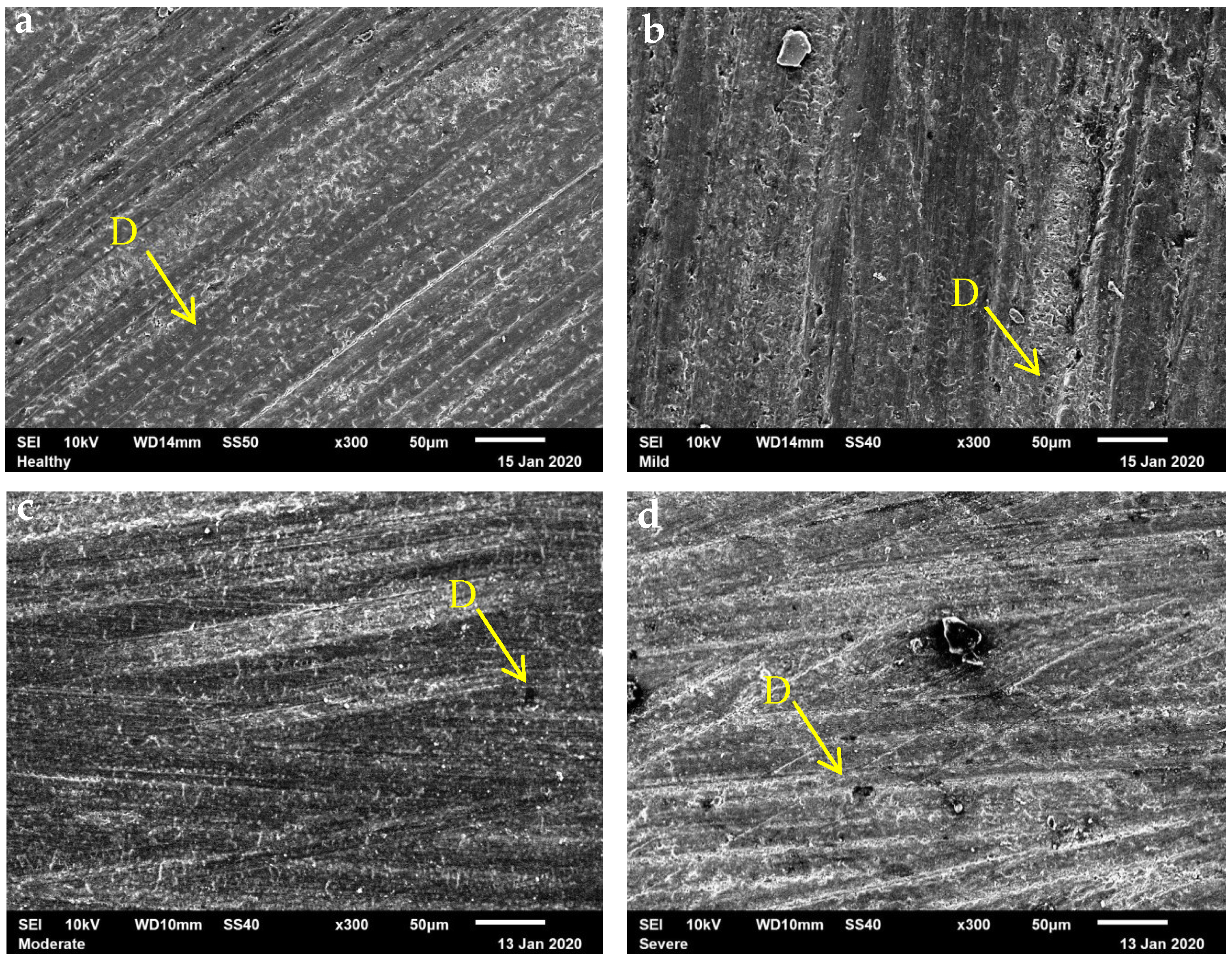 Dentistry 13 00168 g002