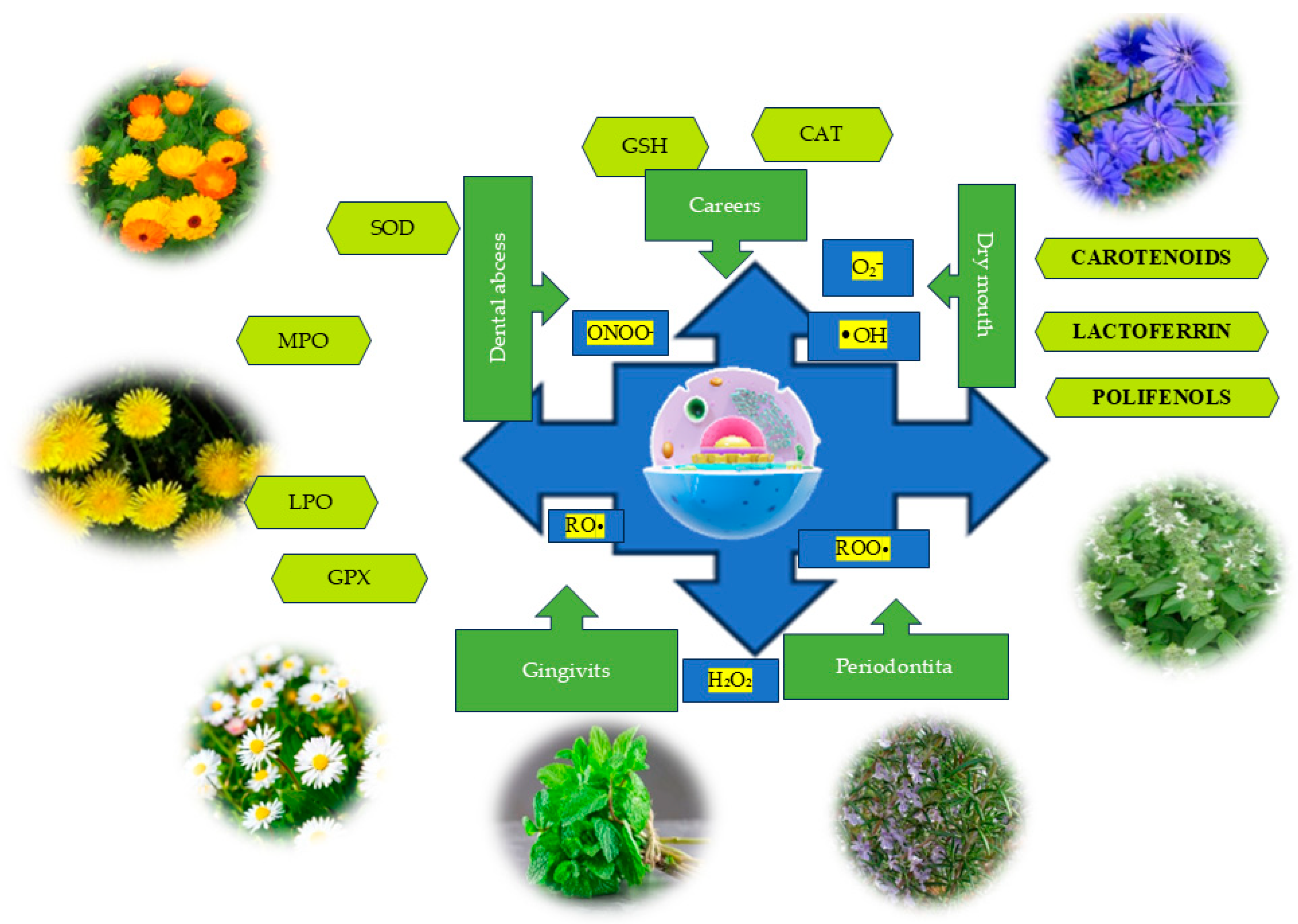 Dentistry 13 00222 g001