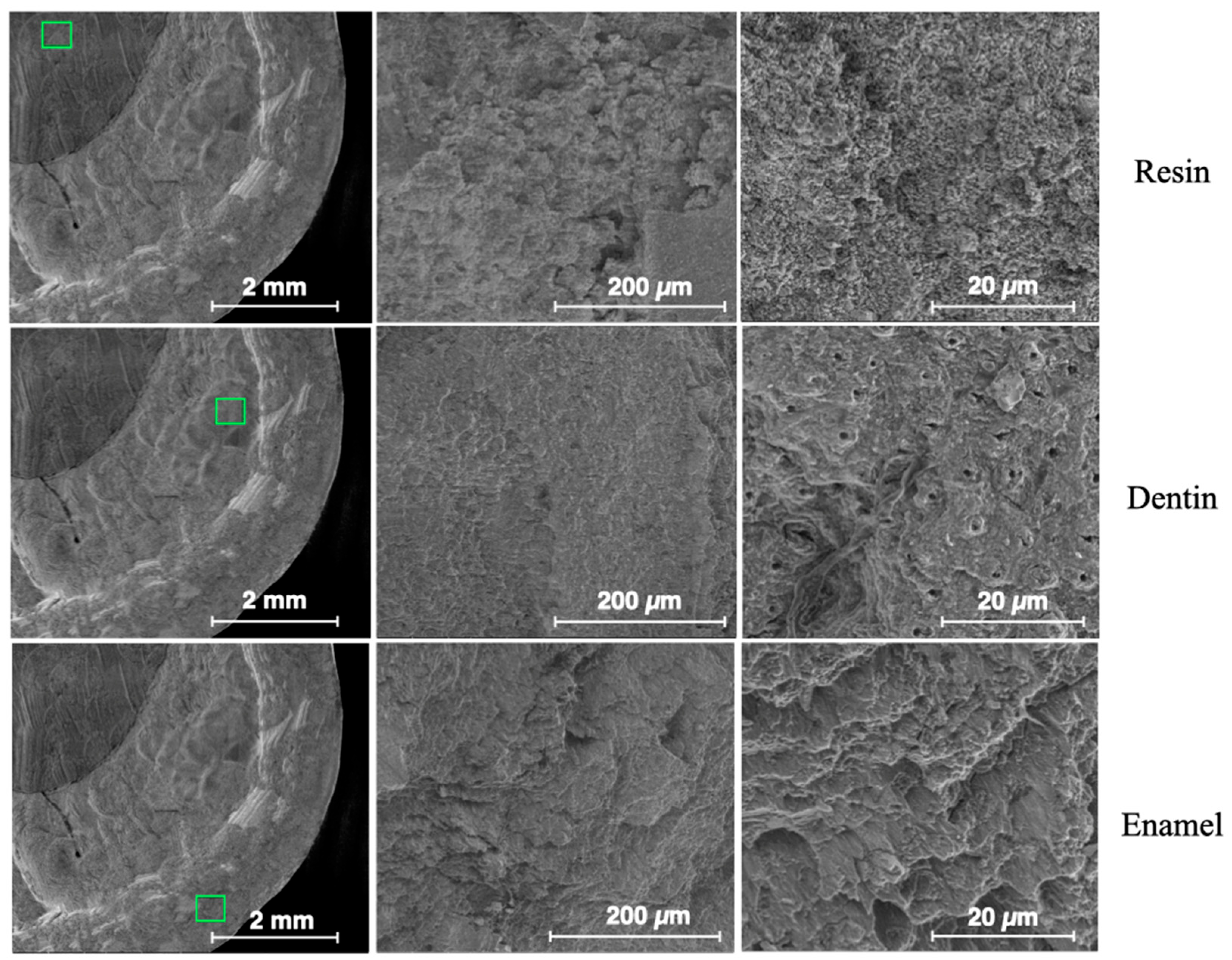 Dentistry 13 00223 g010