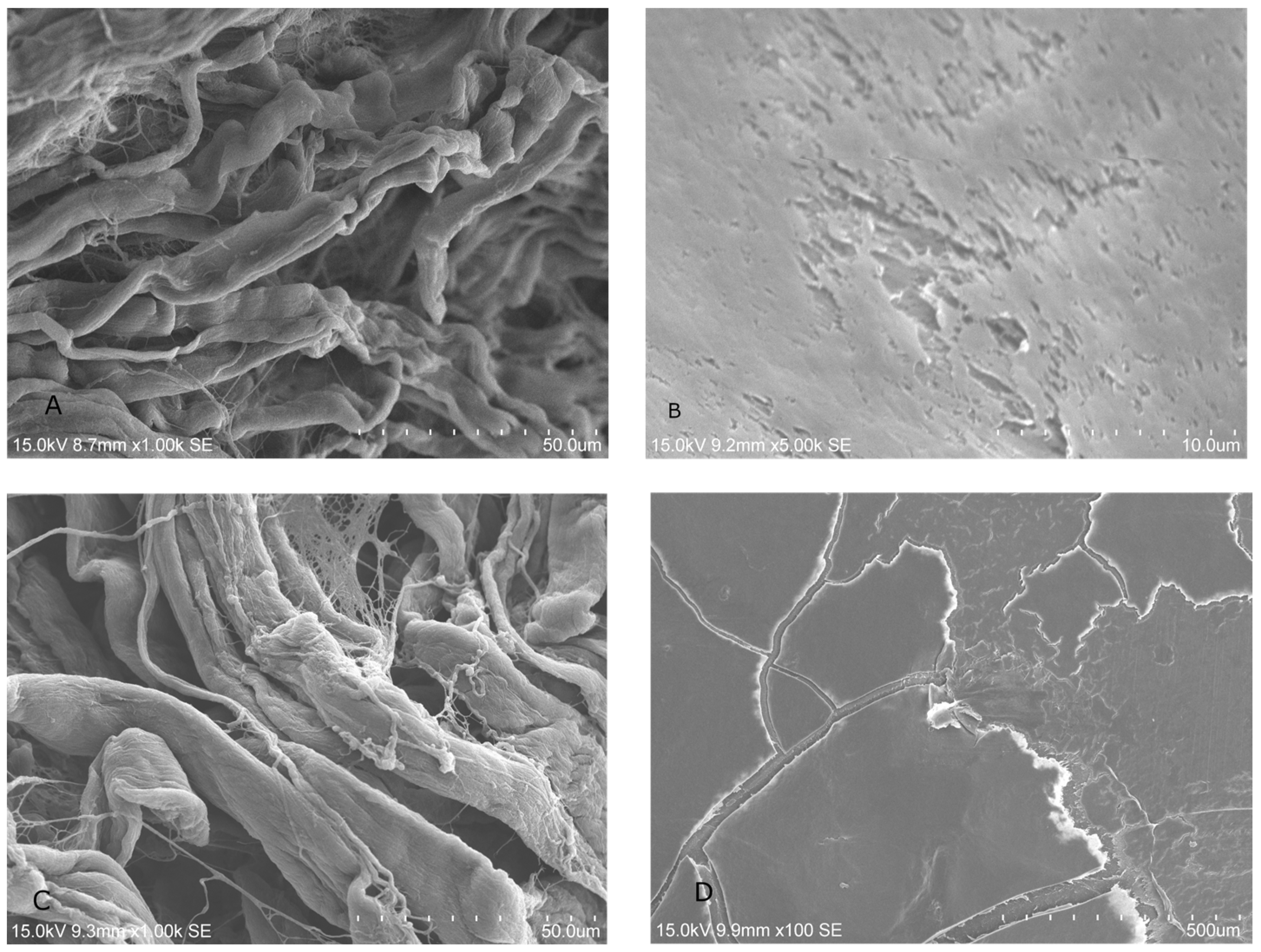 Dentistry 13 00228 g002