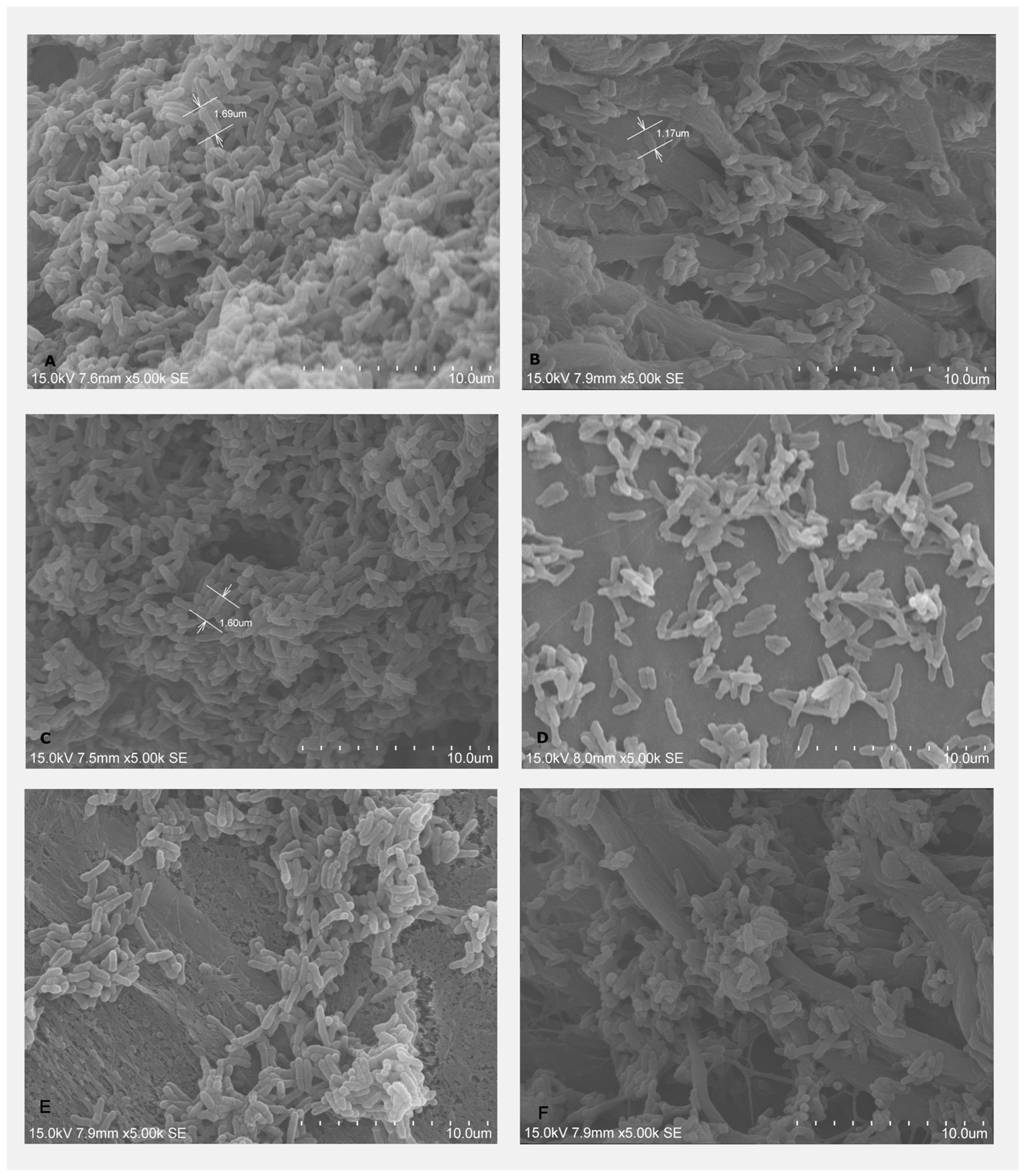 Dentistry 13 00228 g005