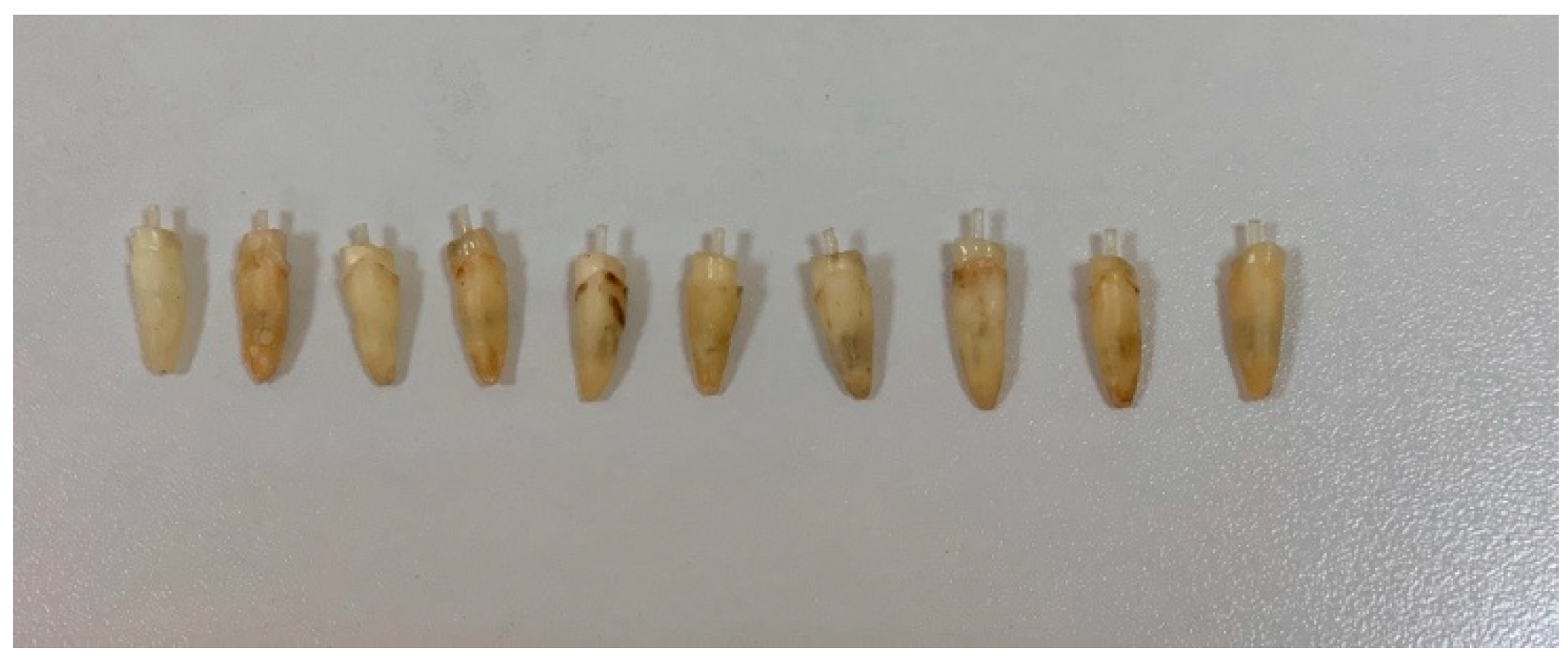 Dentistry 13 00290 g002