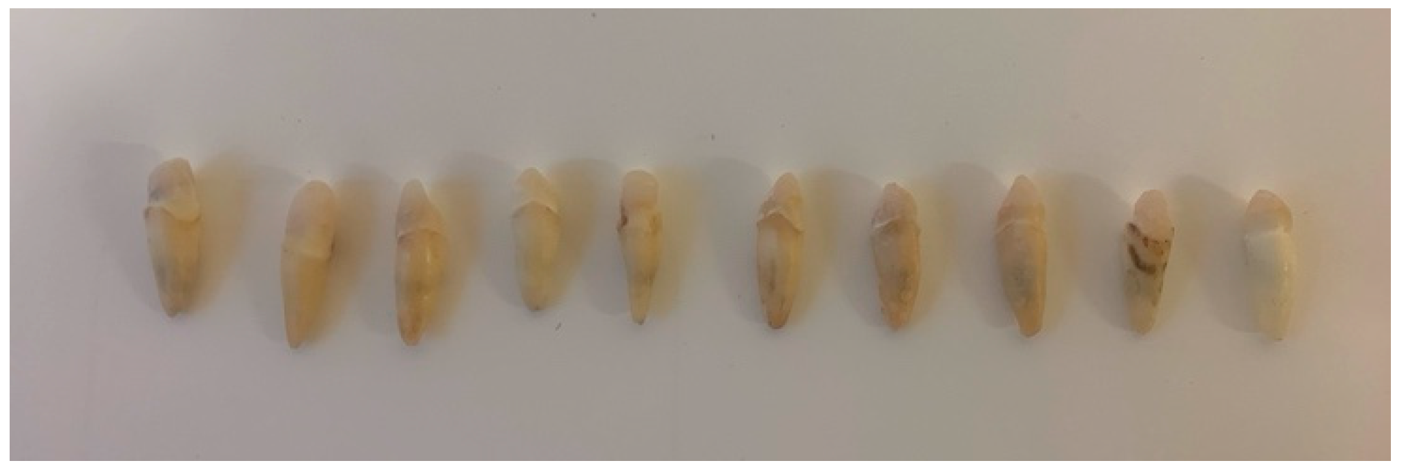 Dentistry 13 00290 g003