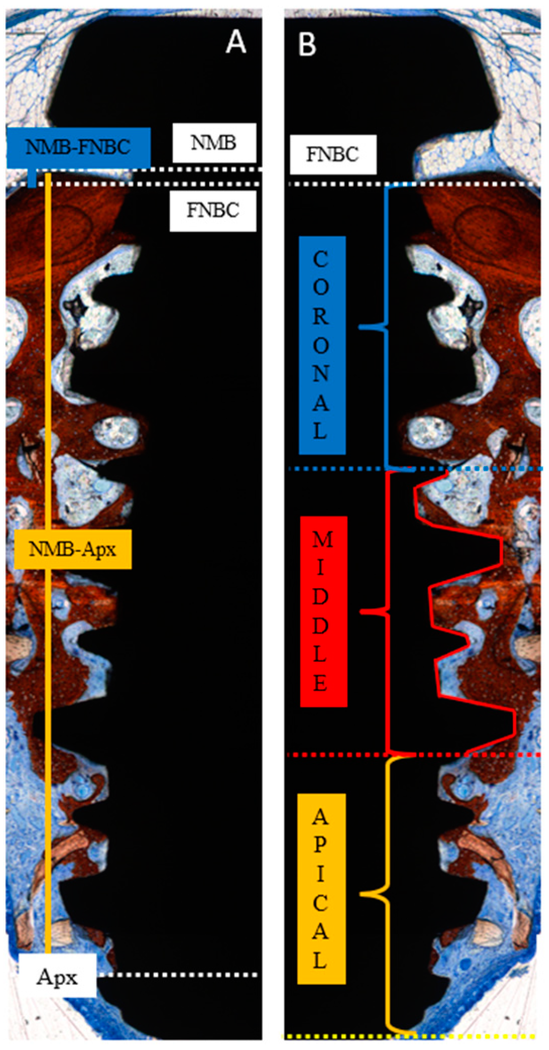 Dentistry 13 00293 g003