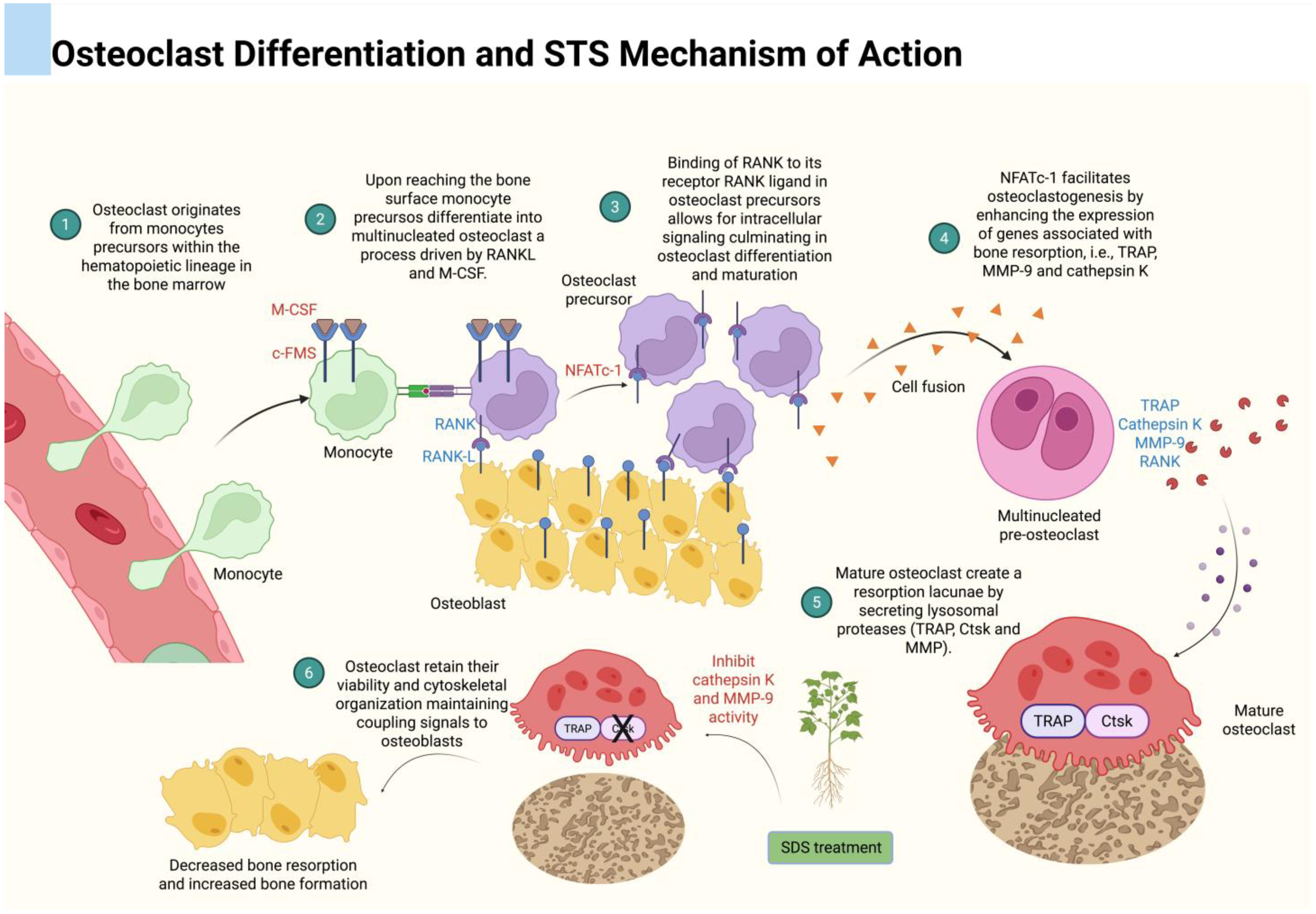 Dentistry 13 00309 g005