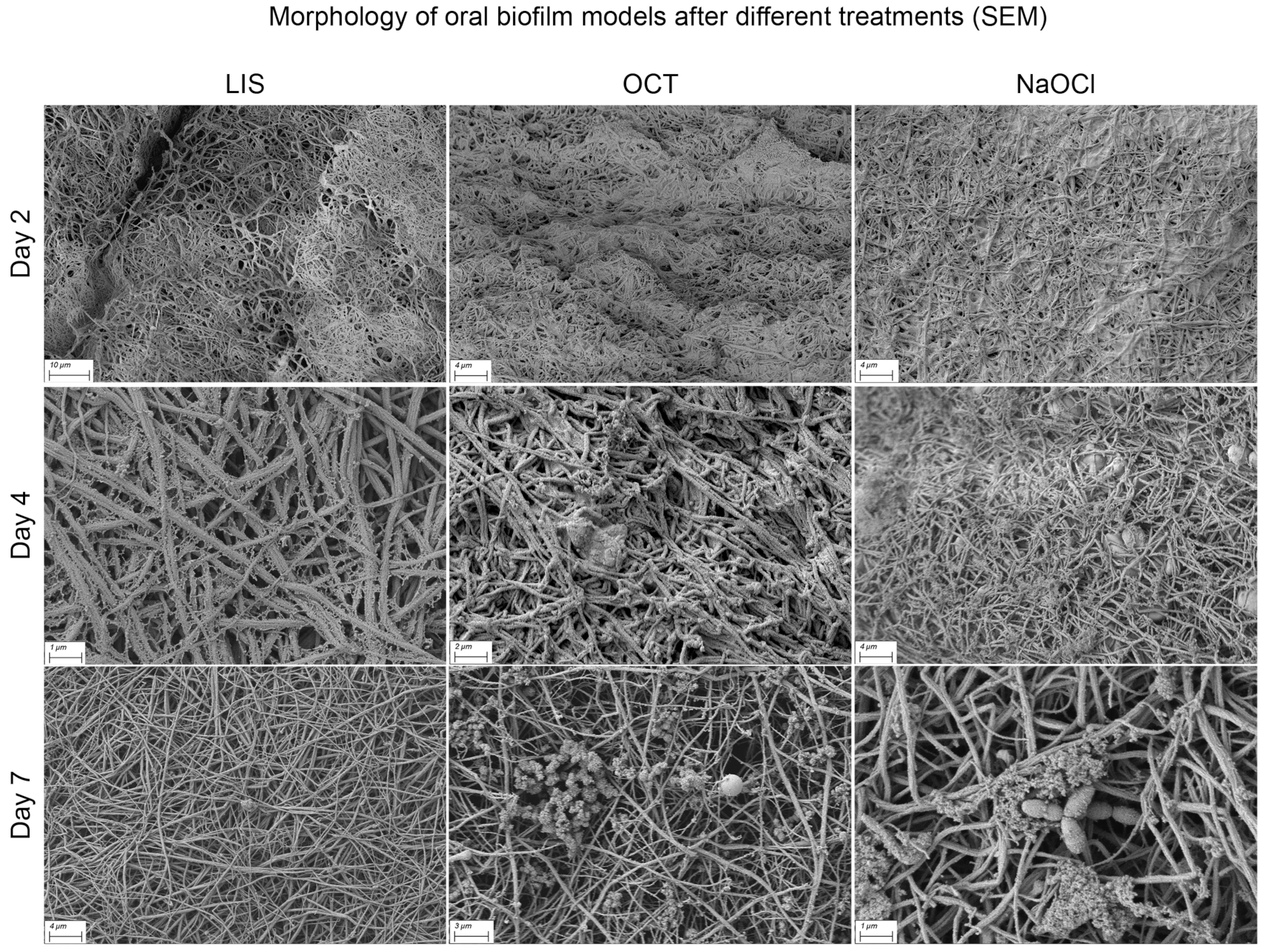 Dentistry 13 00324 g008
