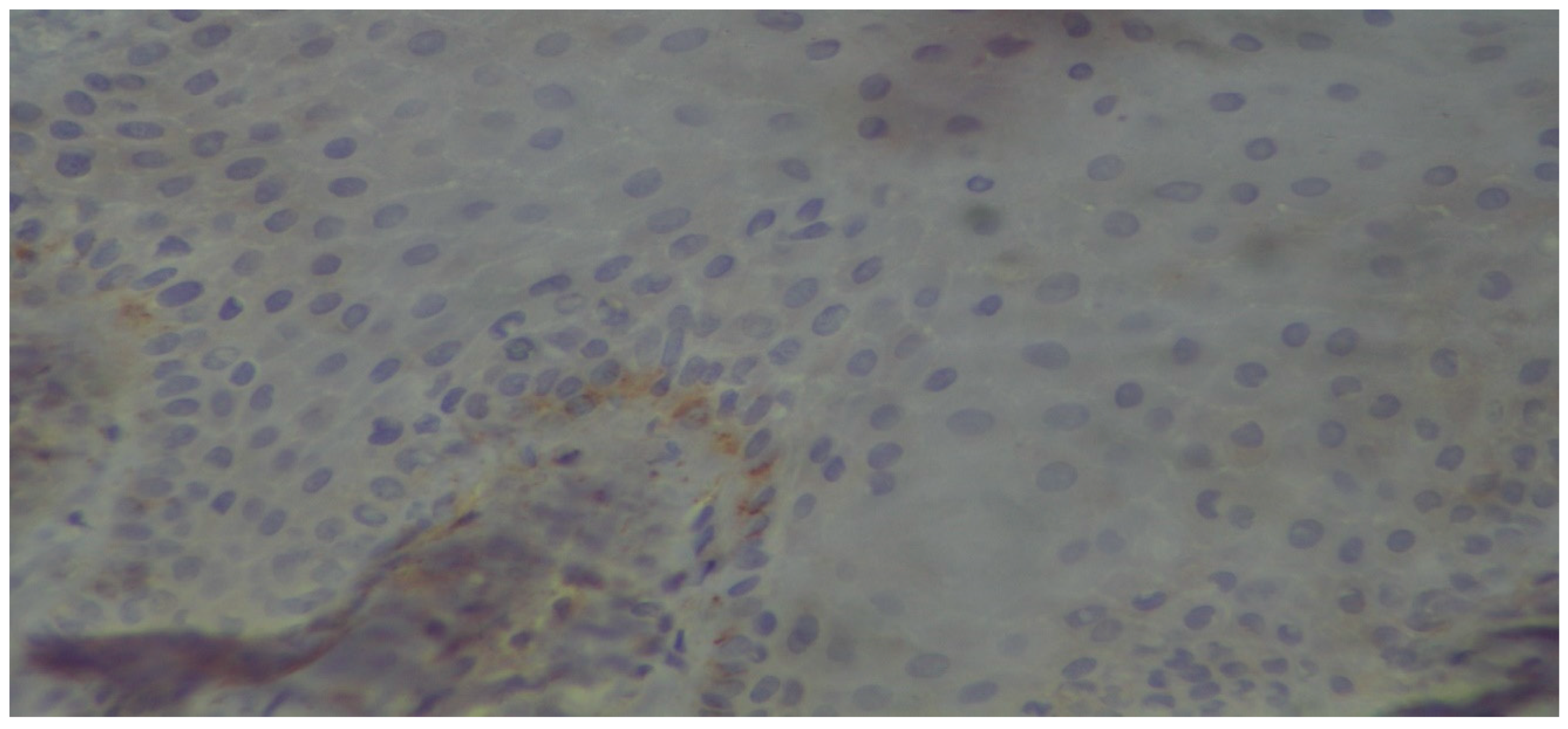 Dentistry 13 00328 g007