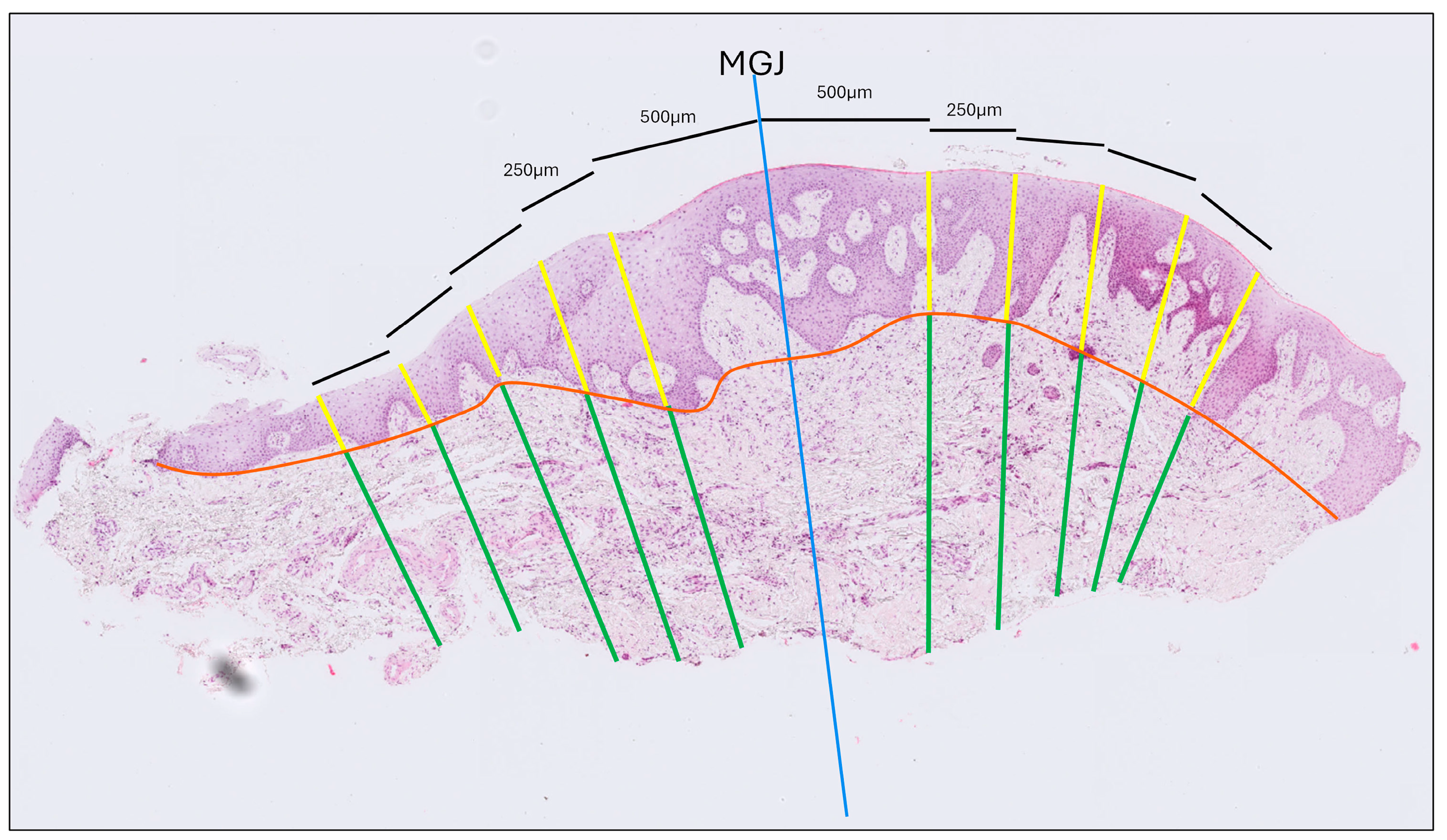 Dentistry 13 00350 g002