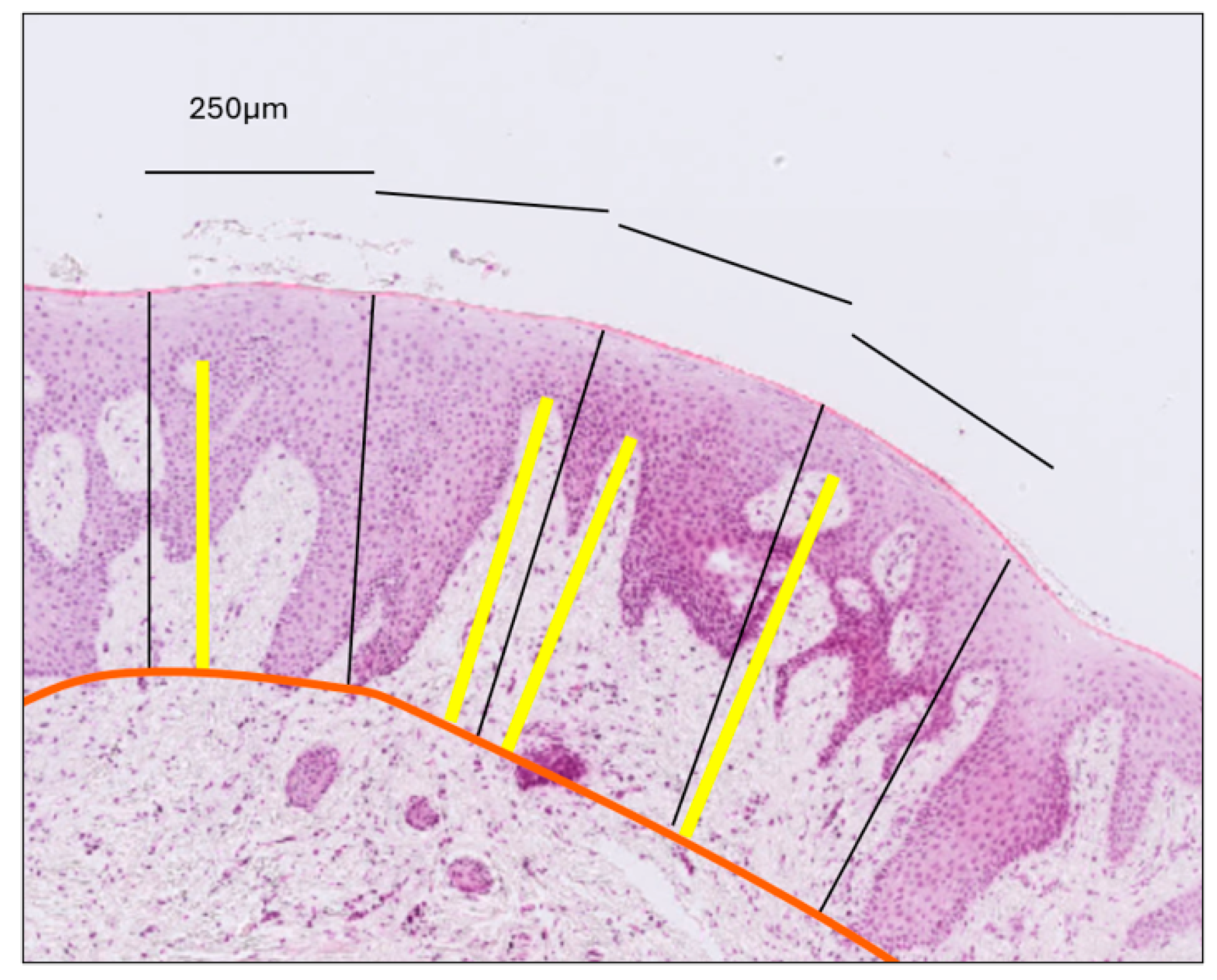 Dentistry 13 00350 g003