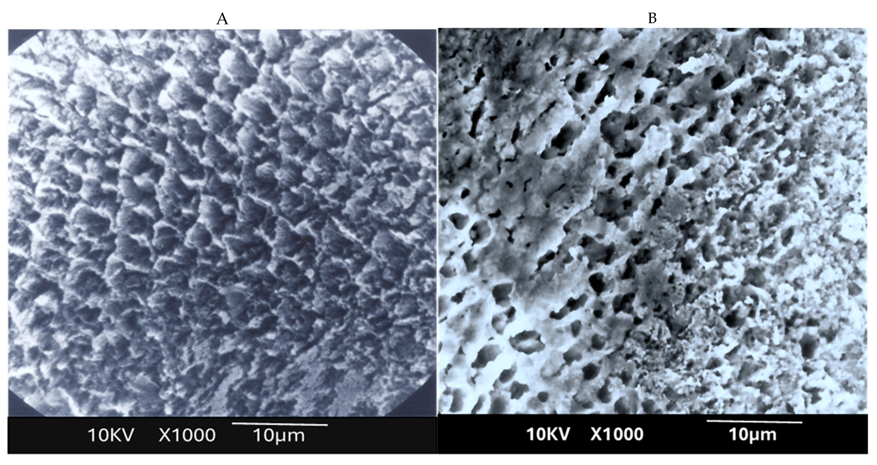 Dentistry 13 00376 g005