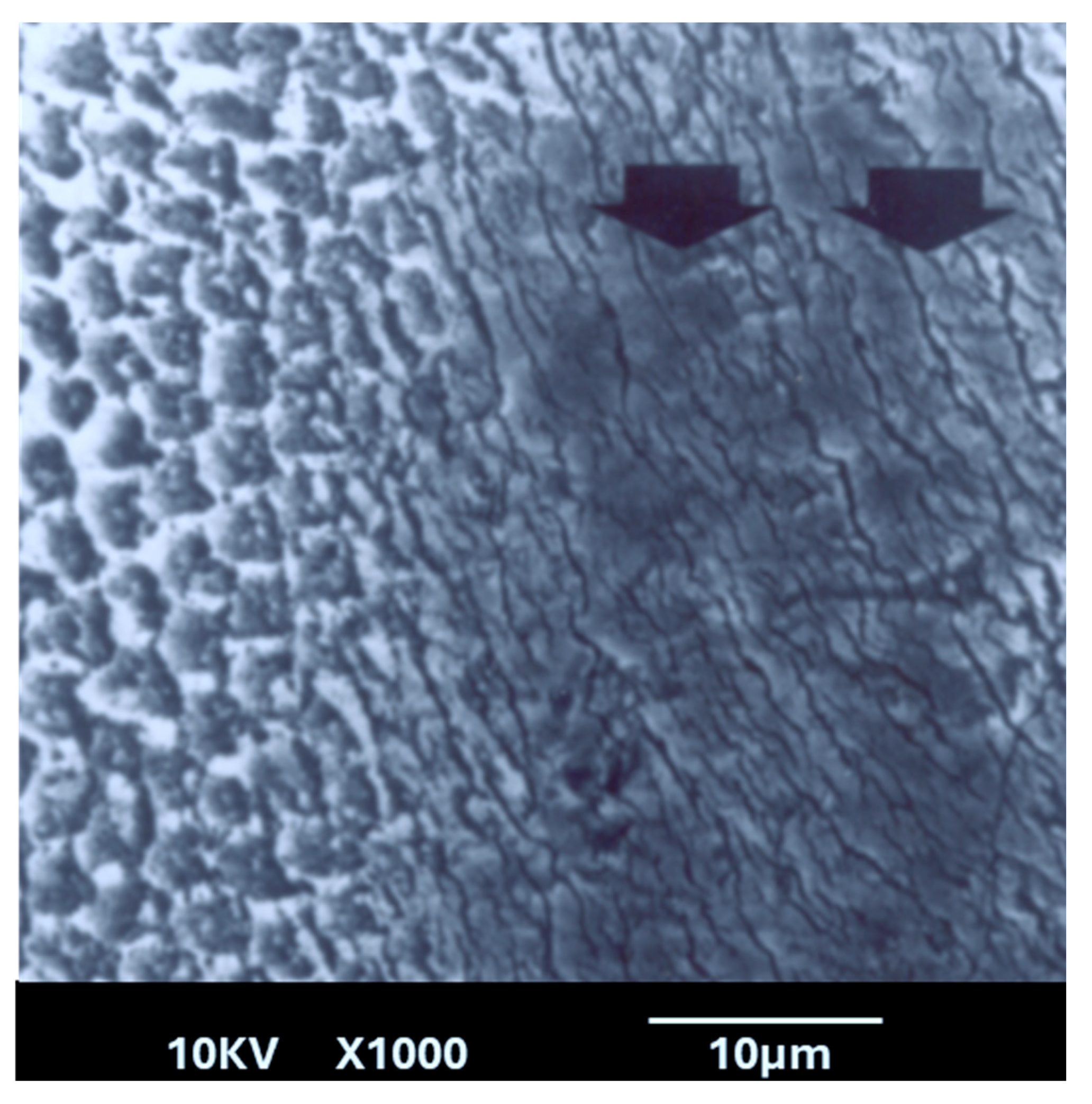 Dentistry 13 00376 g006