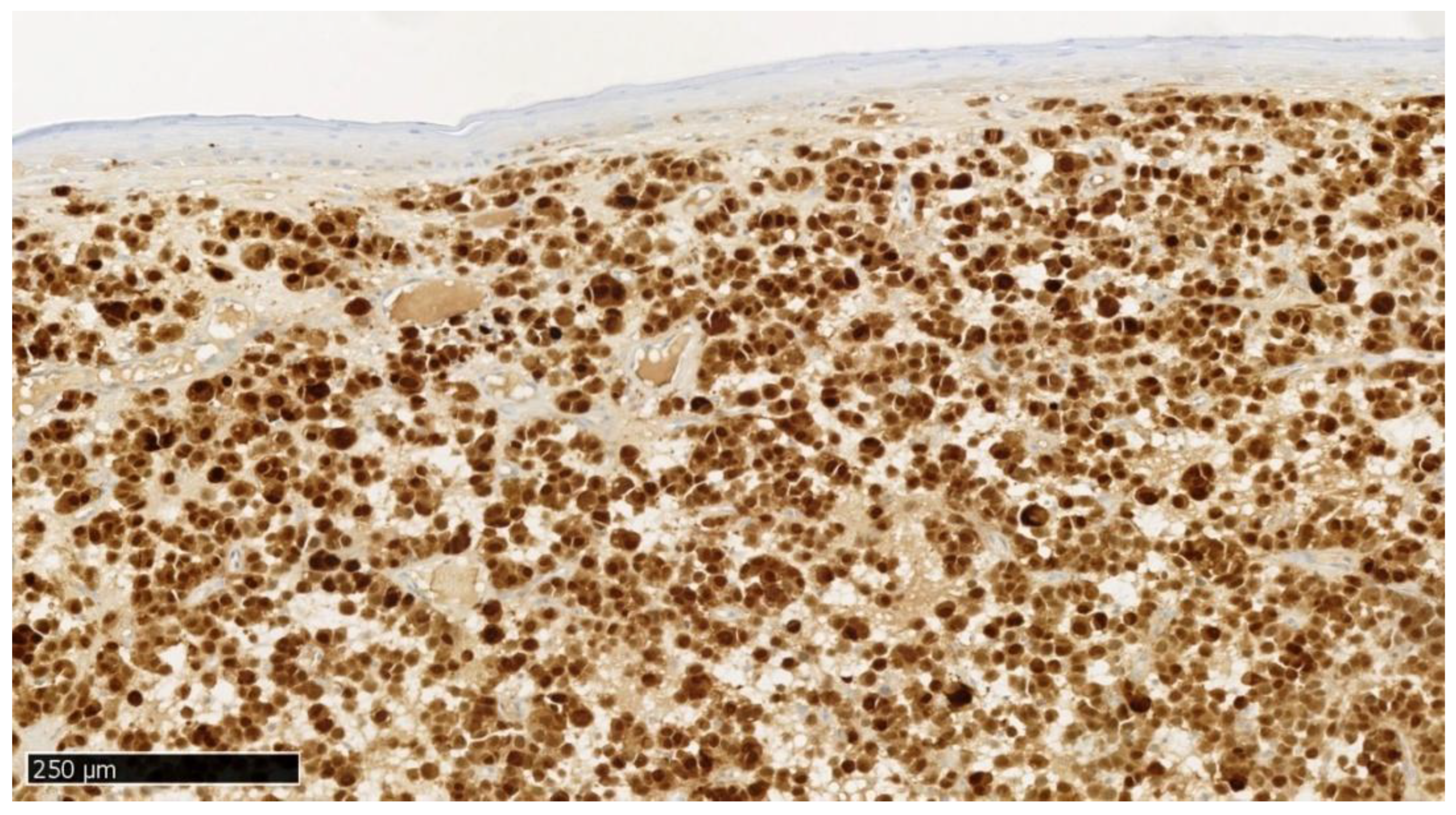 Dentistry 13 00432 g006