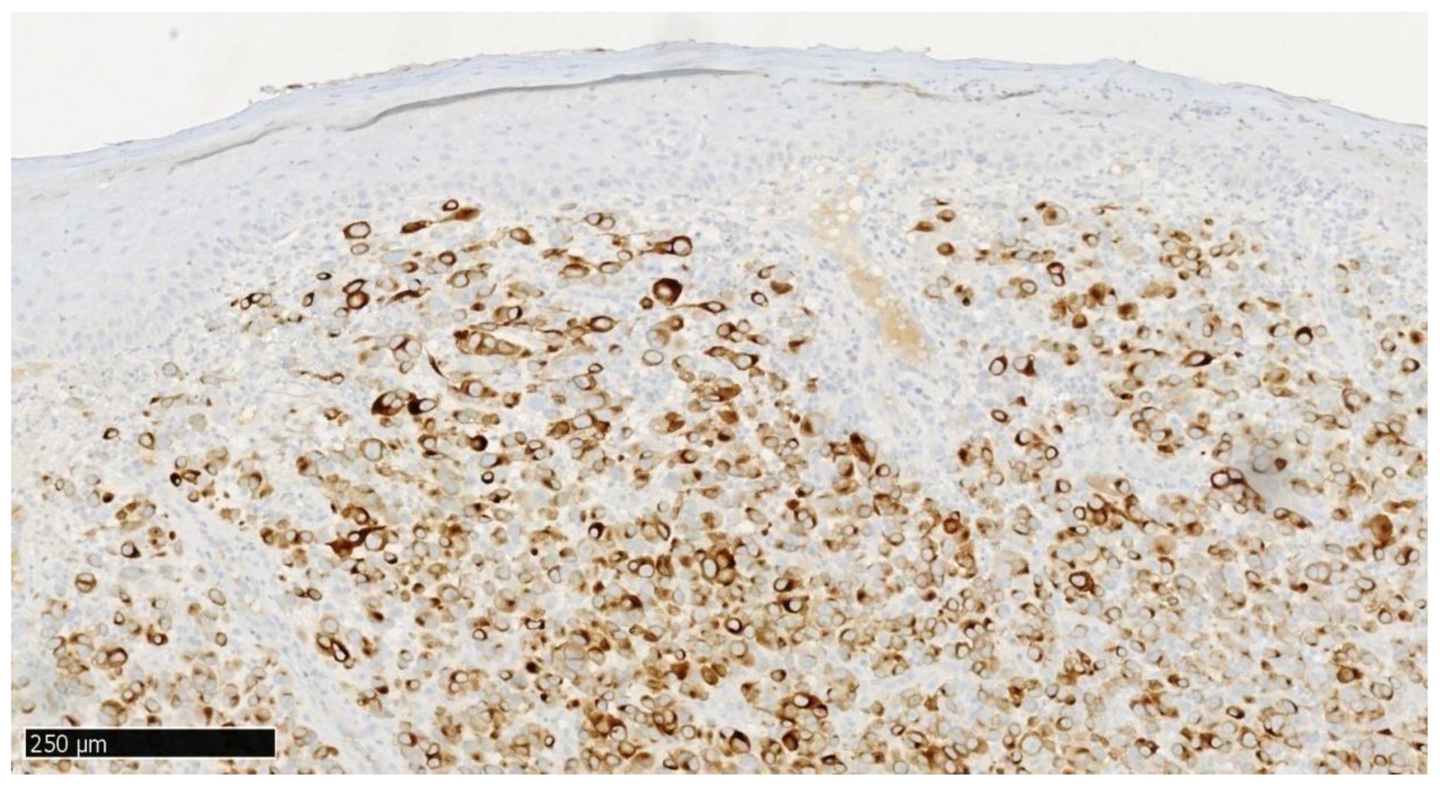 Dentistry 13 00432 g007