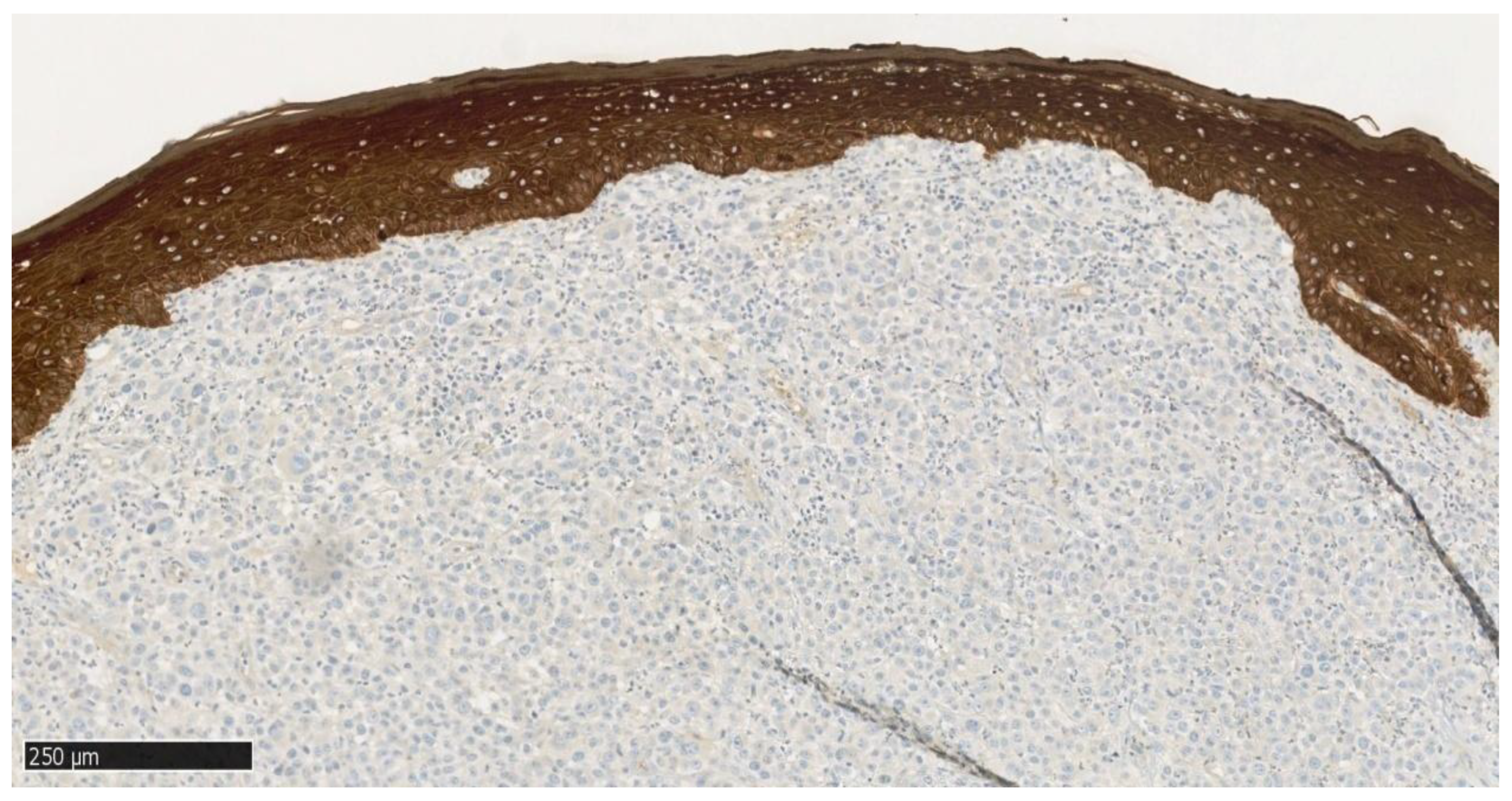 Dentistry 13 00432 g008