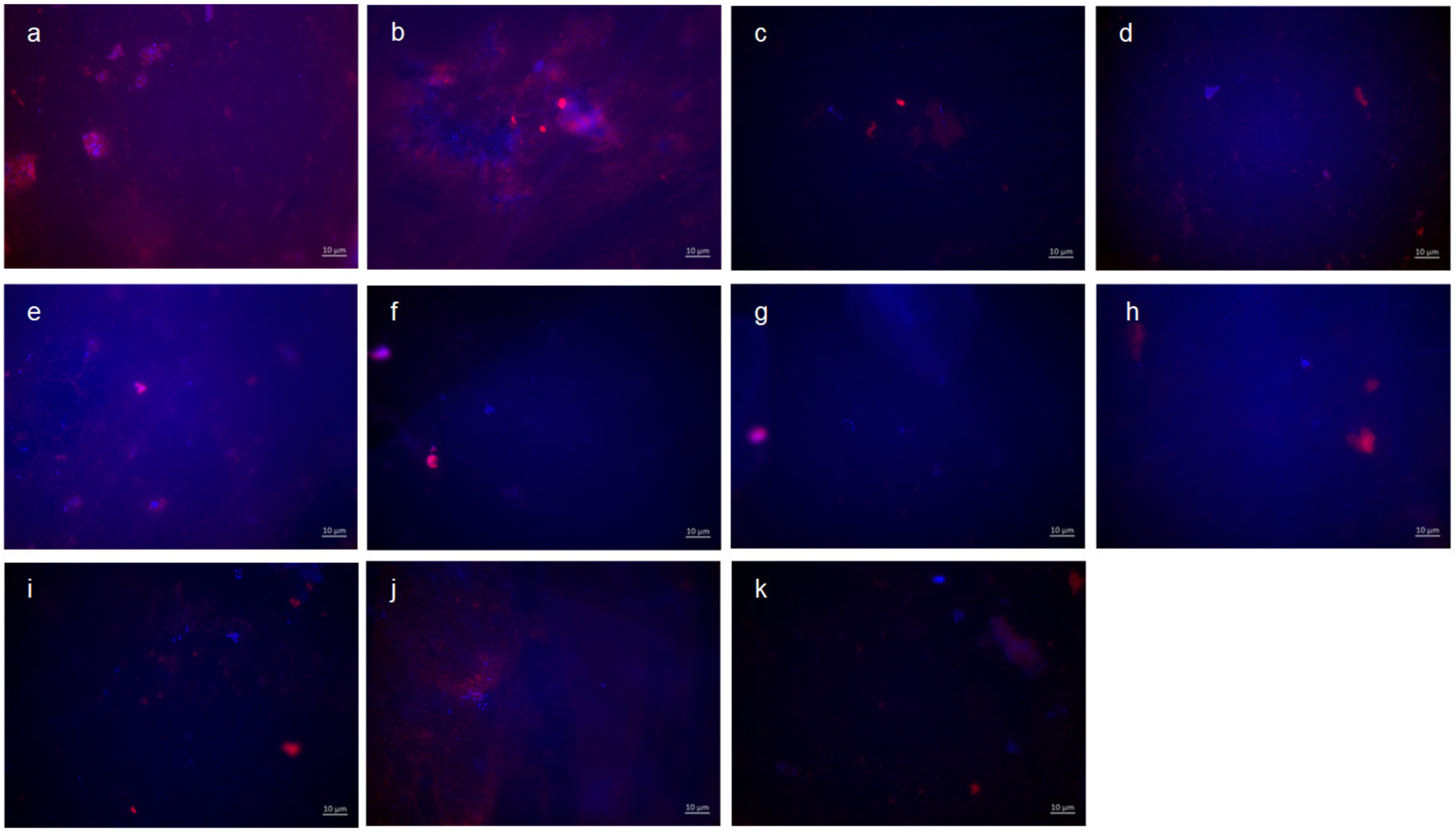 Dentistry 13 00442 g003 Dentistry 13 00442 g003