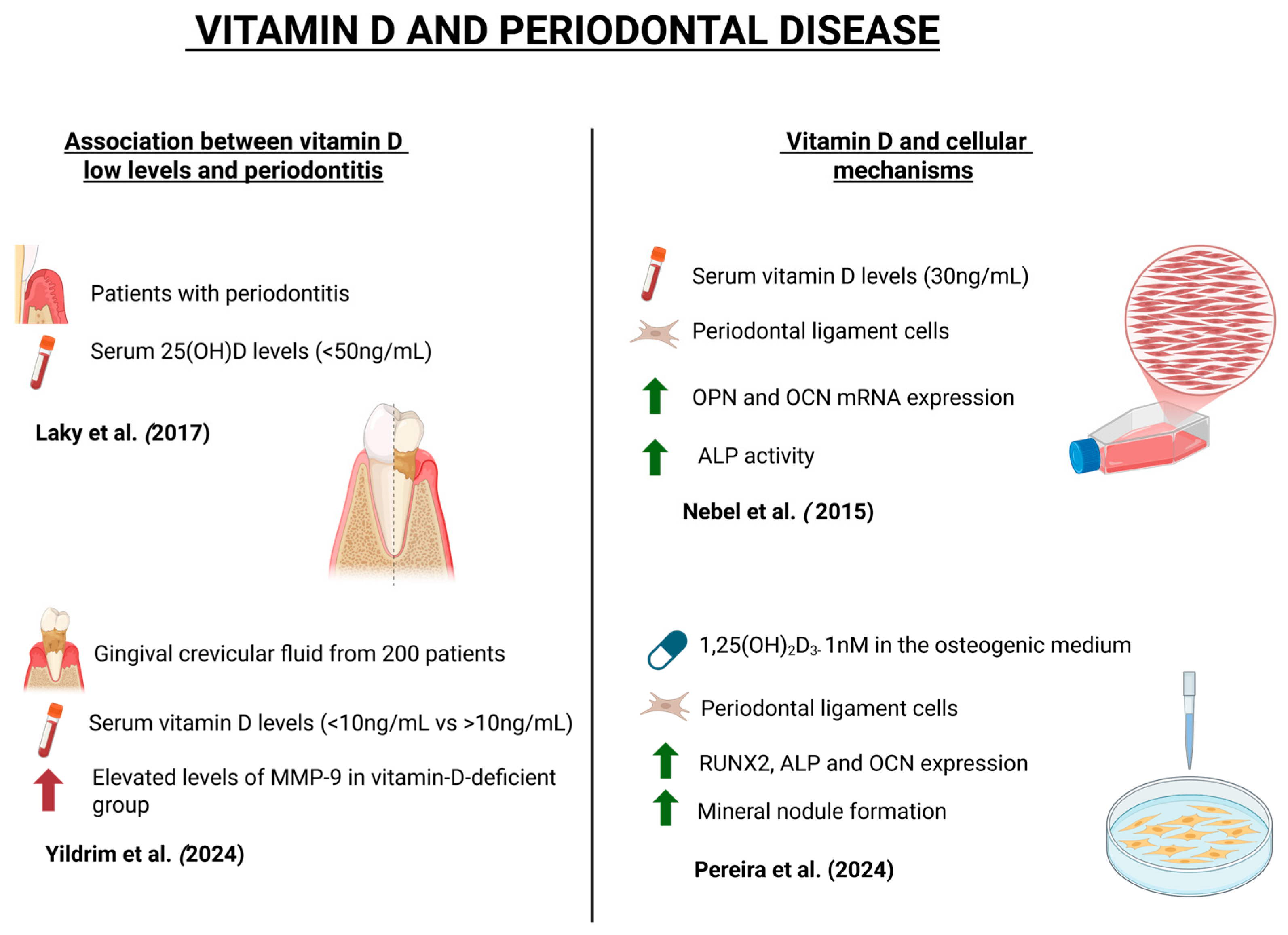 Dentistry 13 00448 g003 Dentistry 13 00448 g003