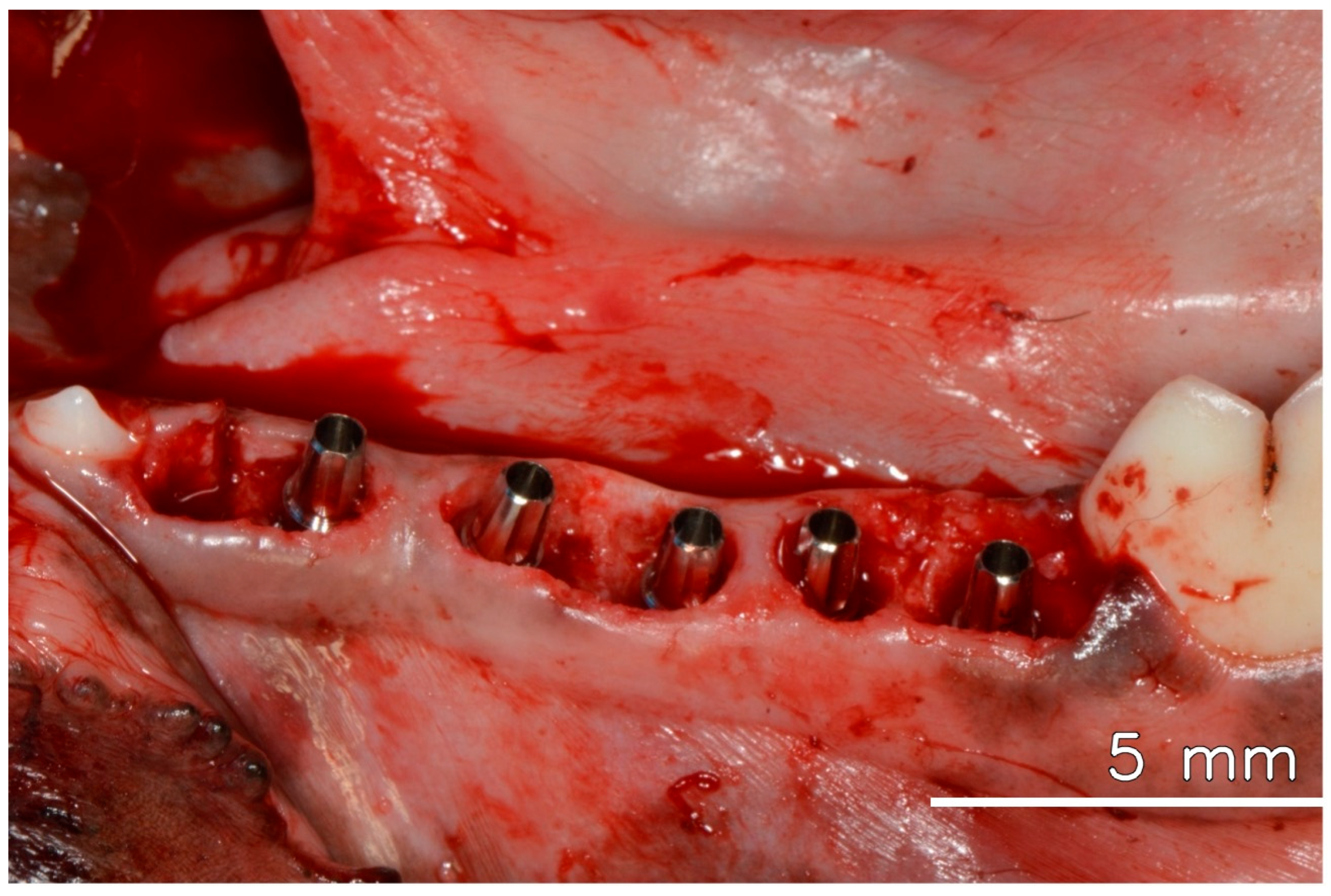 Dentistry 13 00463 g001