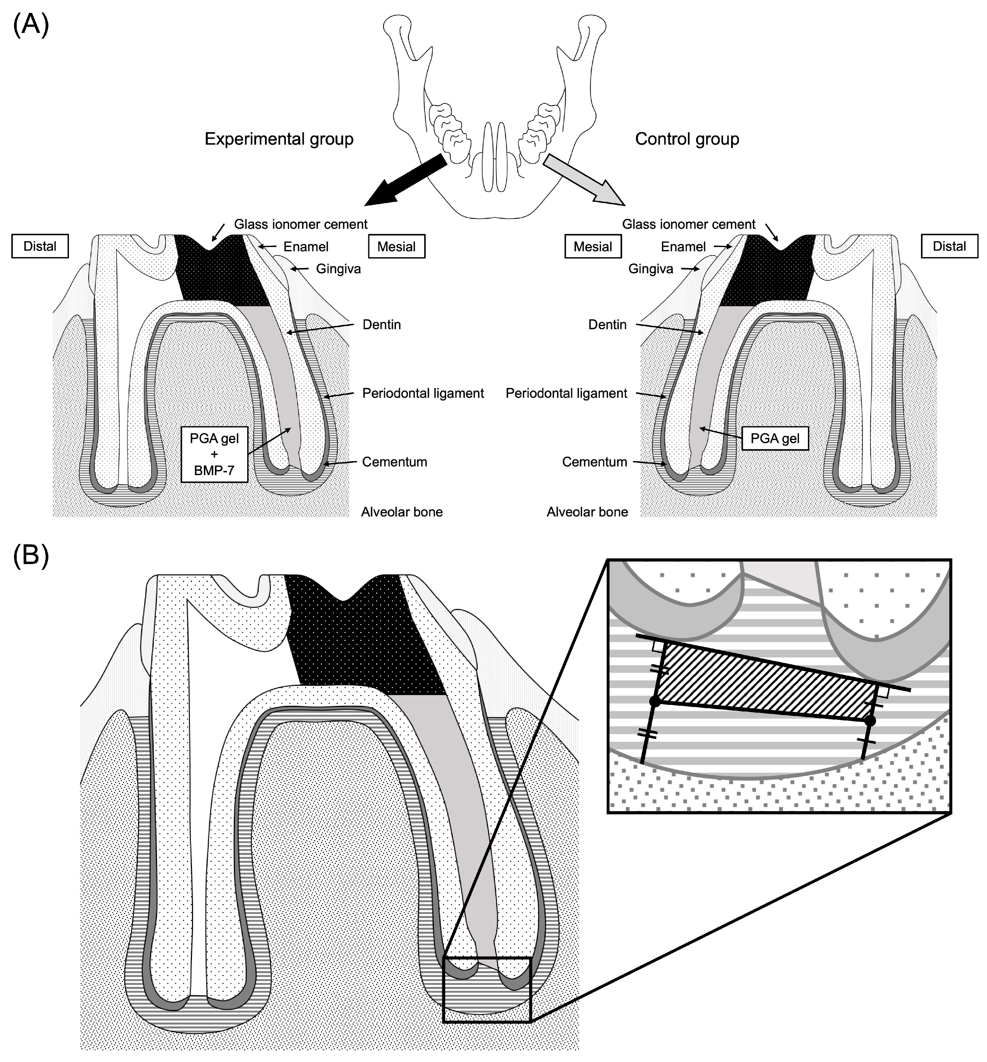Dentistry 13 00494 g001