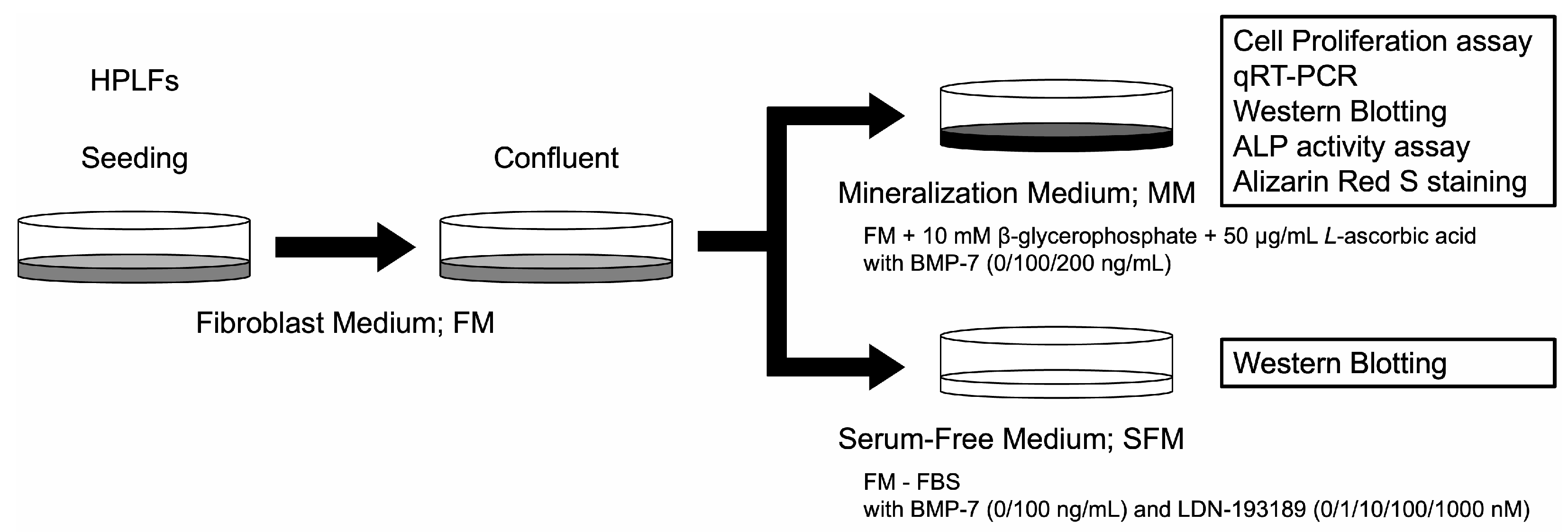 Dentistry 13 00494 g002