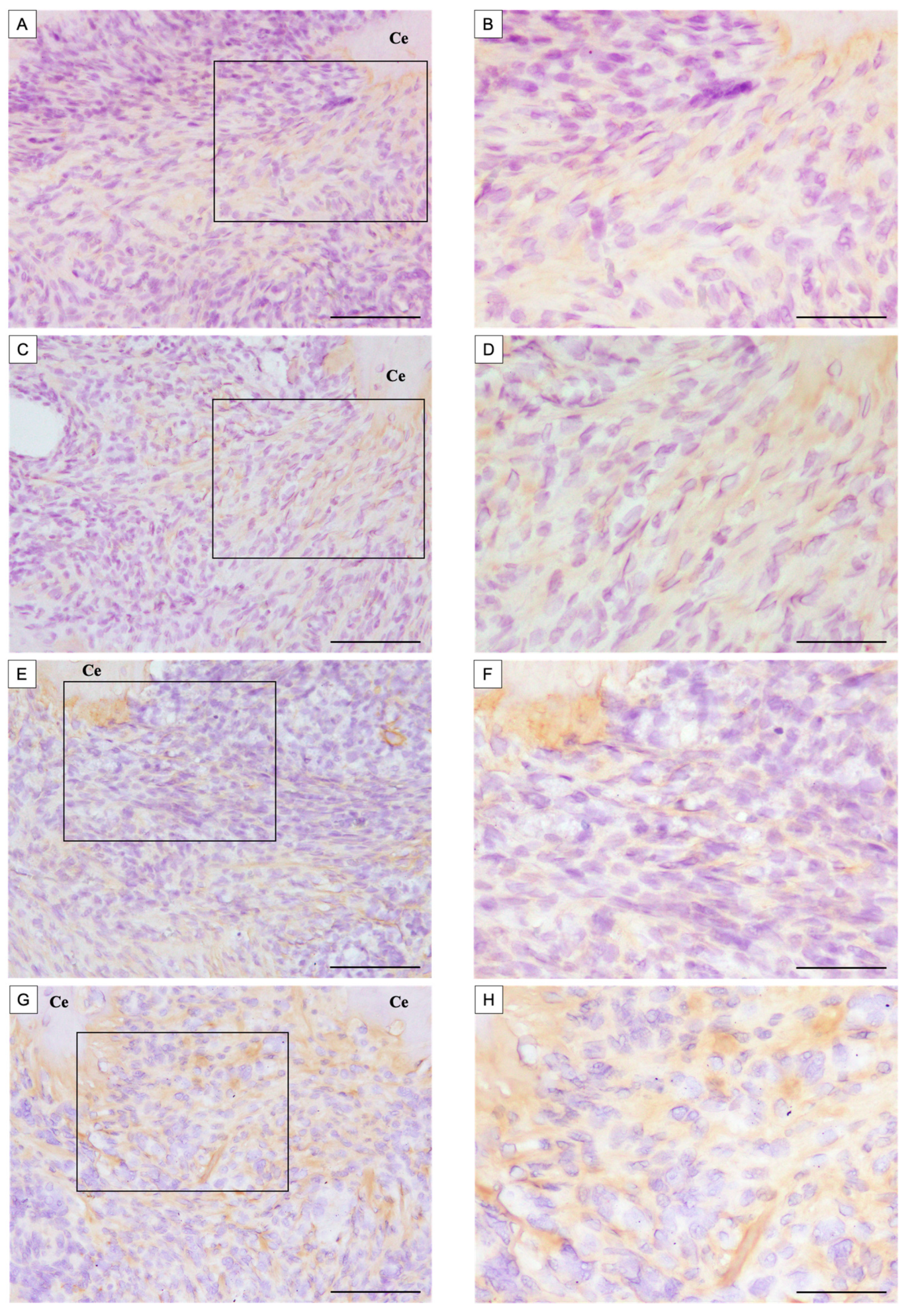 Dentistry 13 00494 g004a