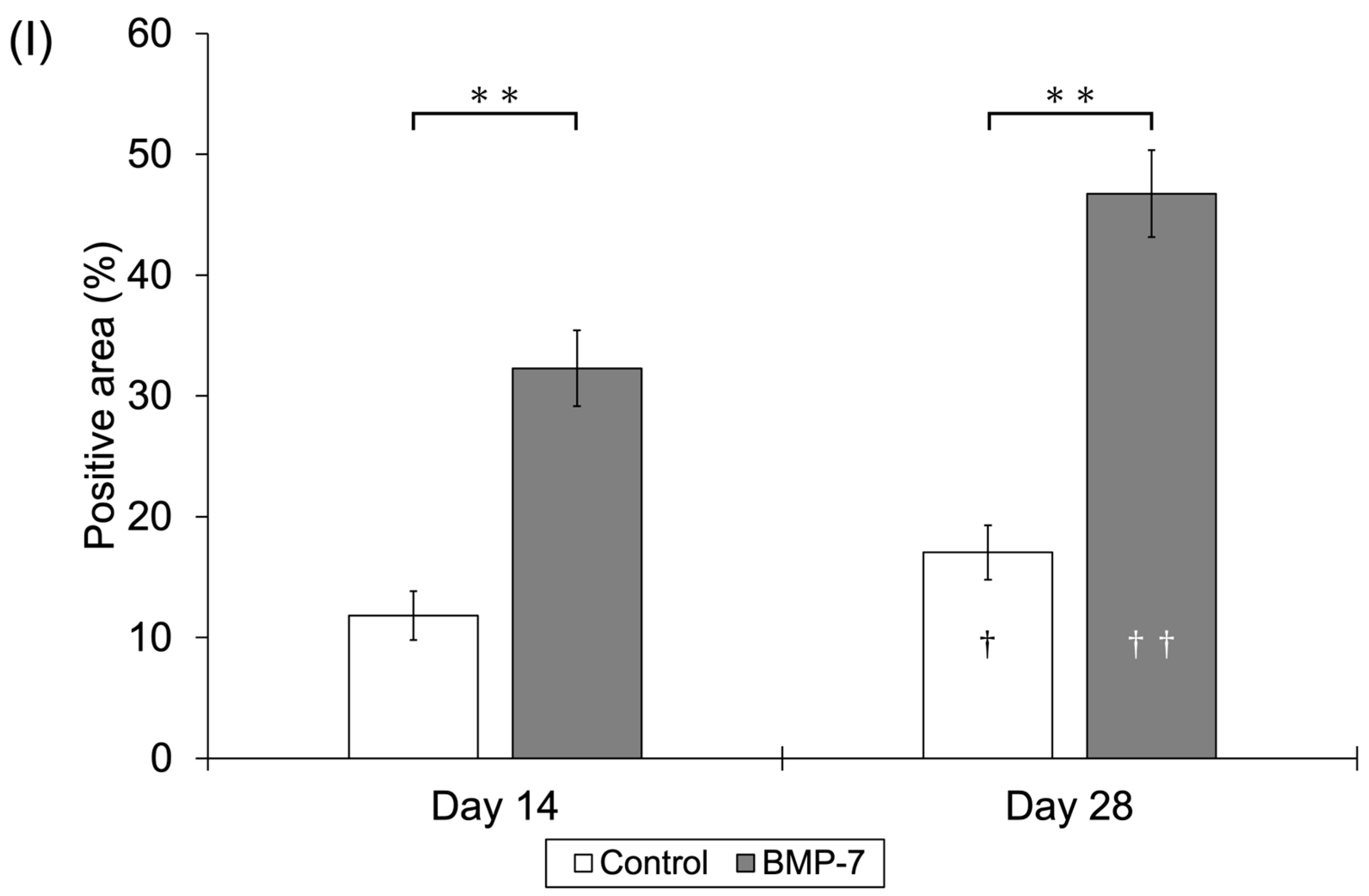 Dentistry 13 00494 g004b