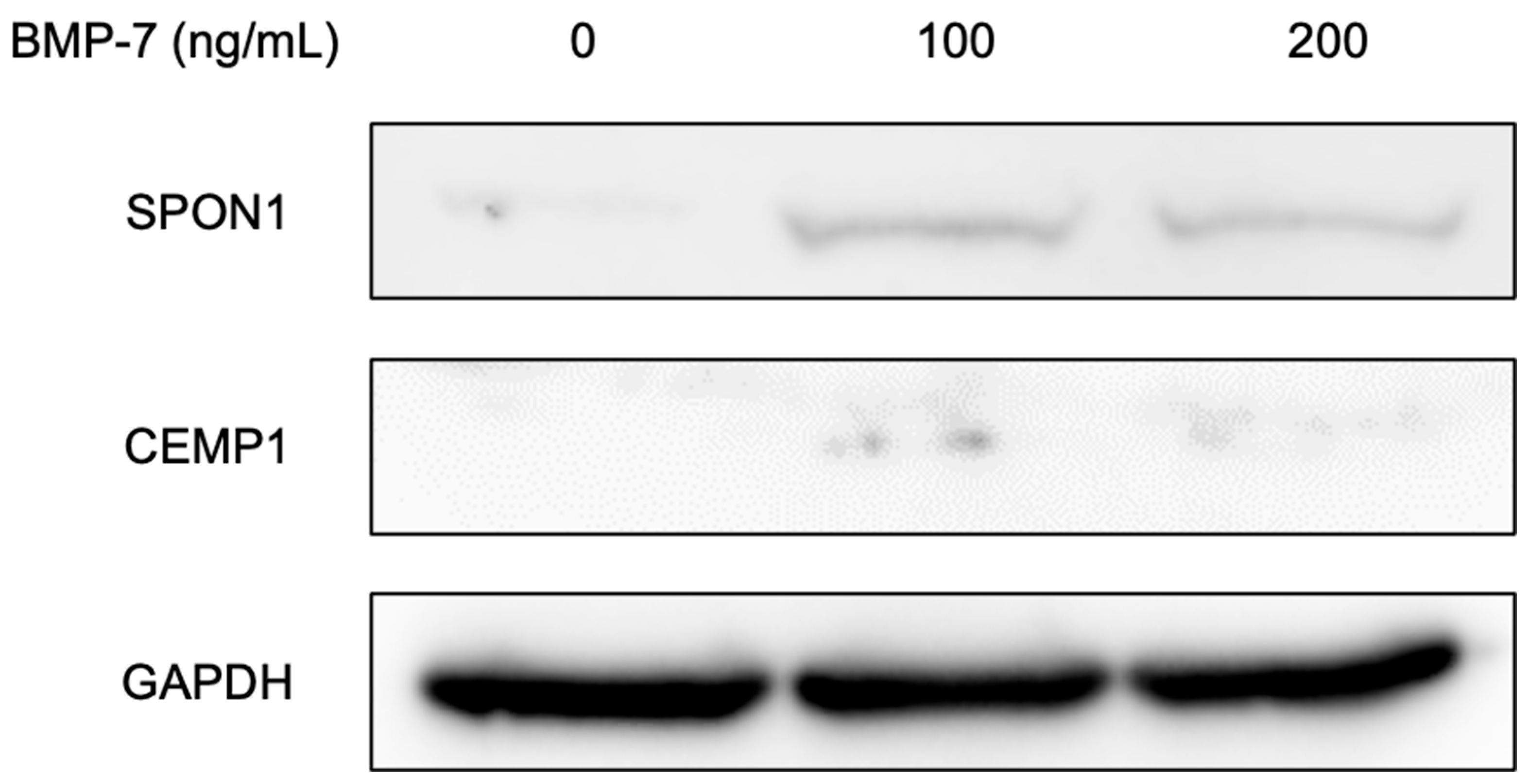 Dentistry 13 00494 g008