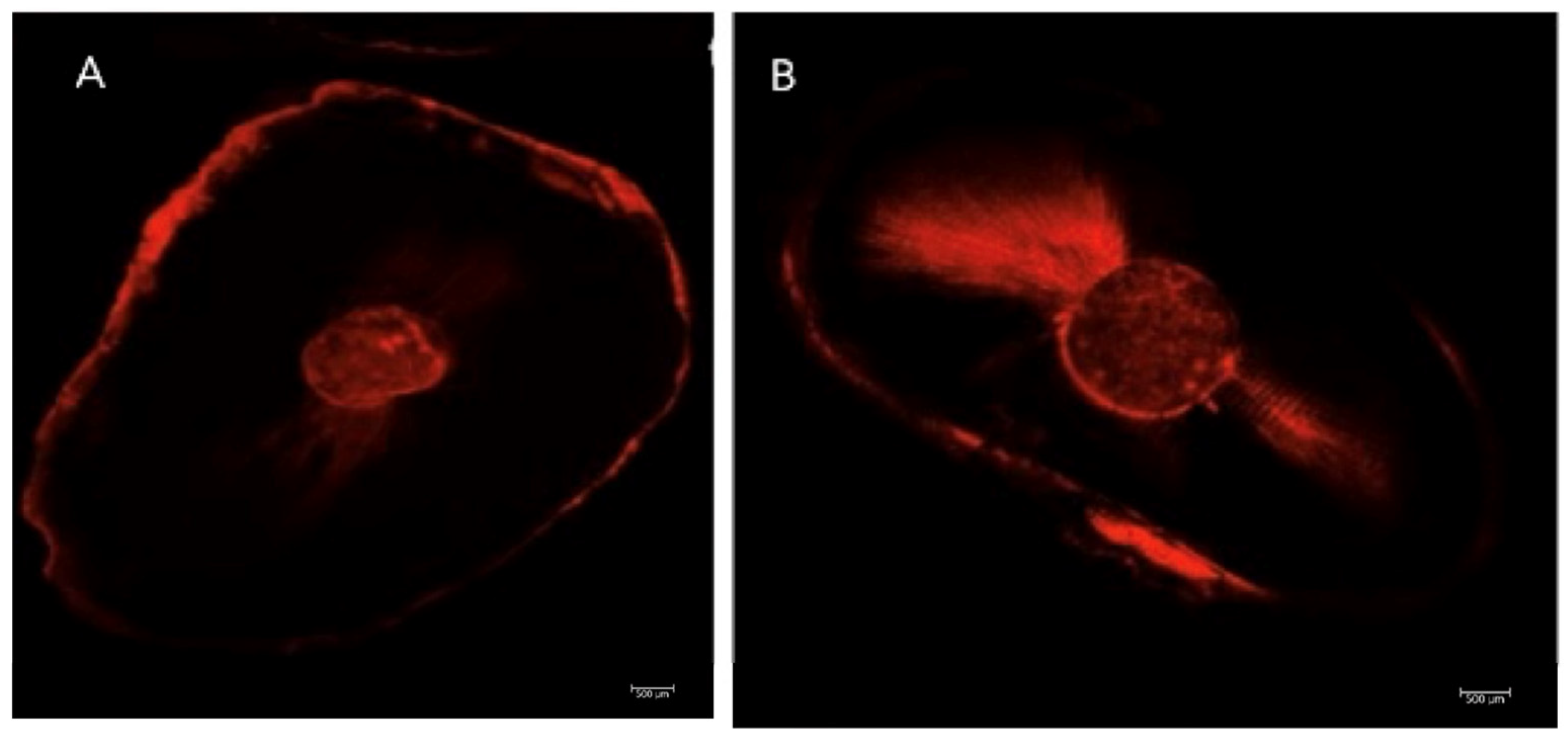Dentistry 13 00509 g003 Dentistry 13 00509 g003
