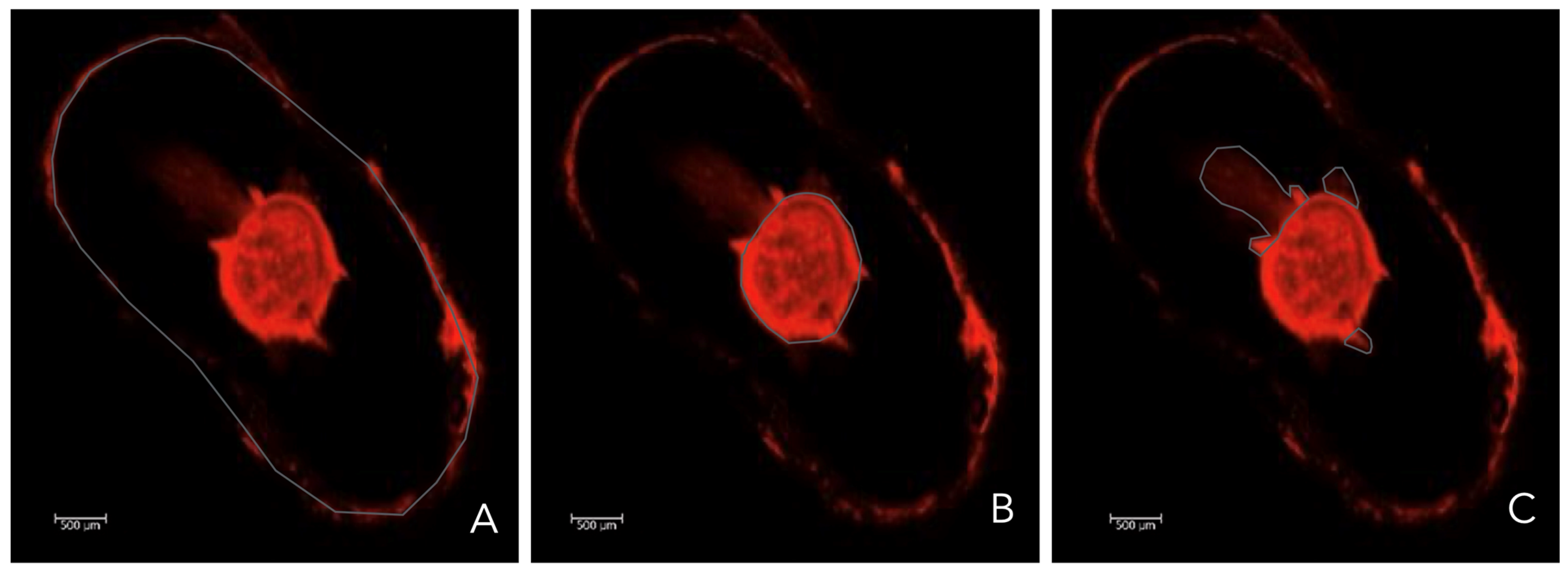 Dentistry 13 00509 g004 Dentistry 13 00509 g004
