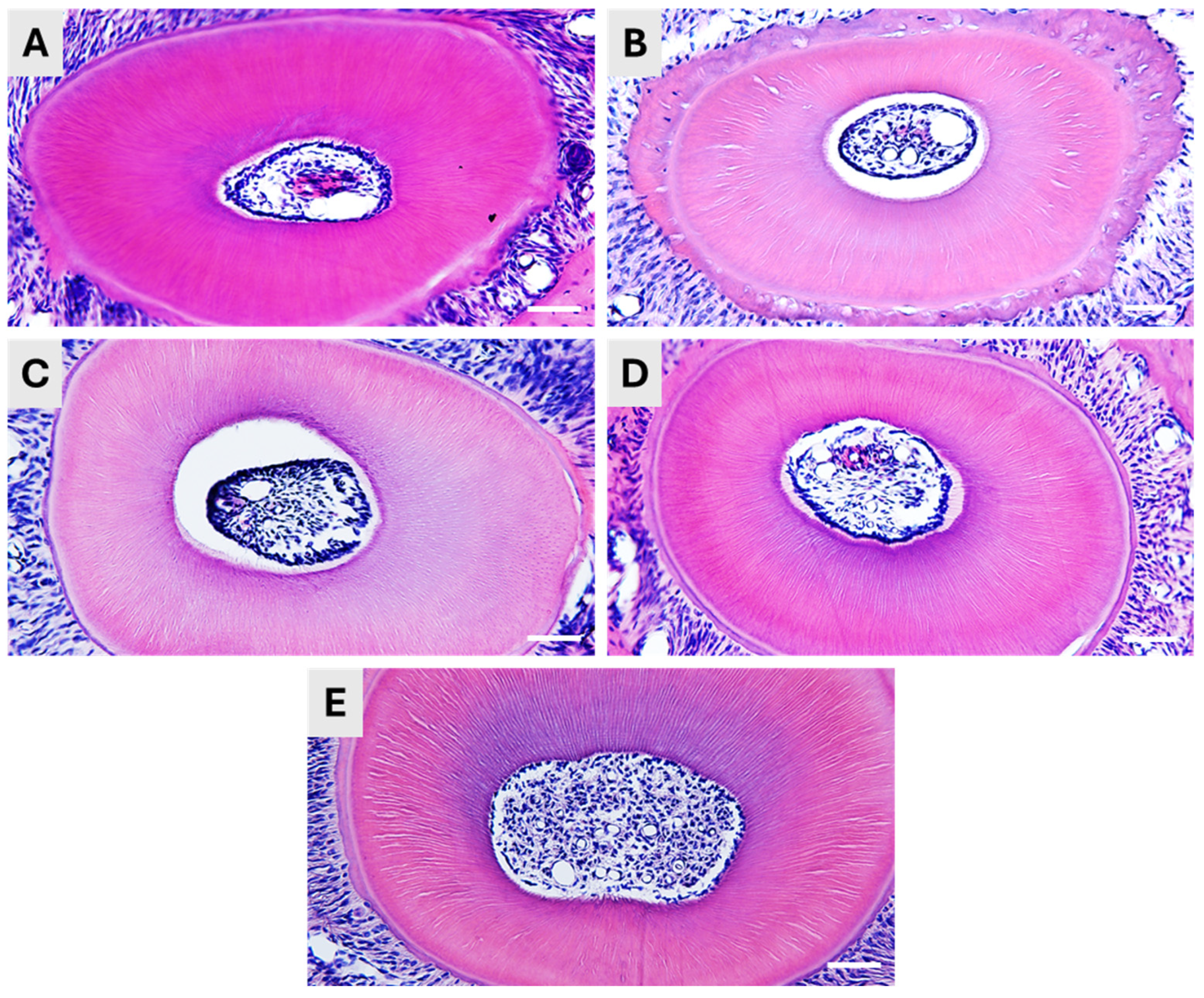 Dentistry 13 00538 g002