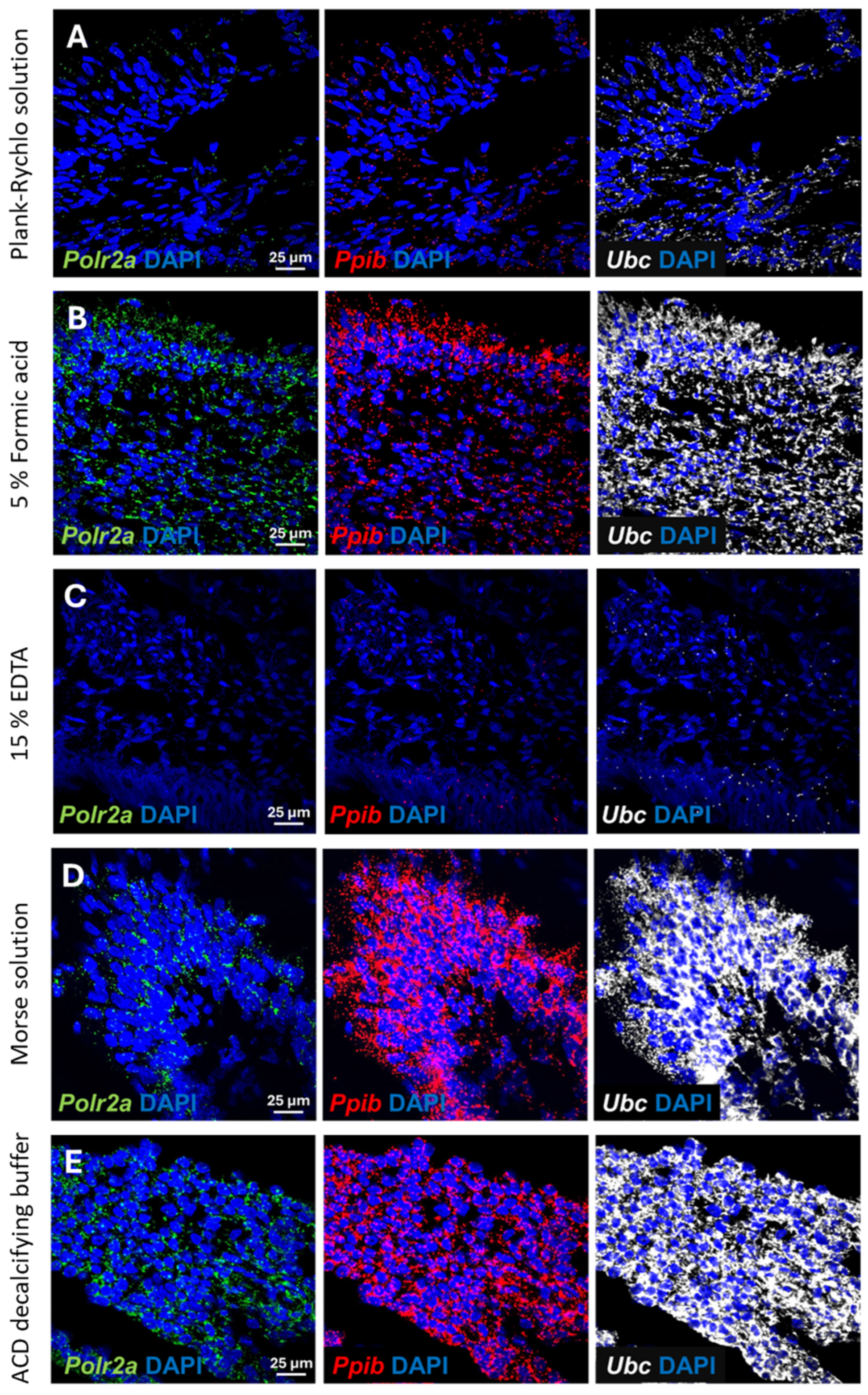 Dentistry 13 00538 g003