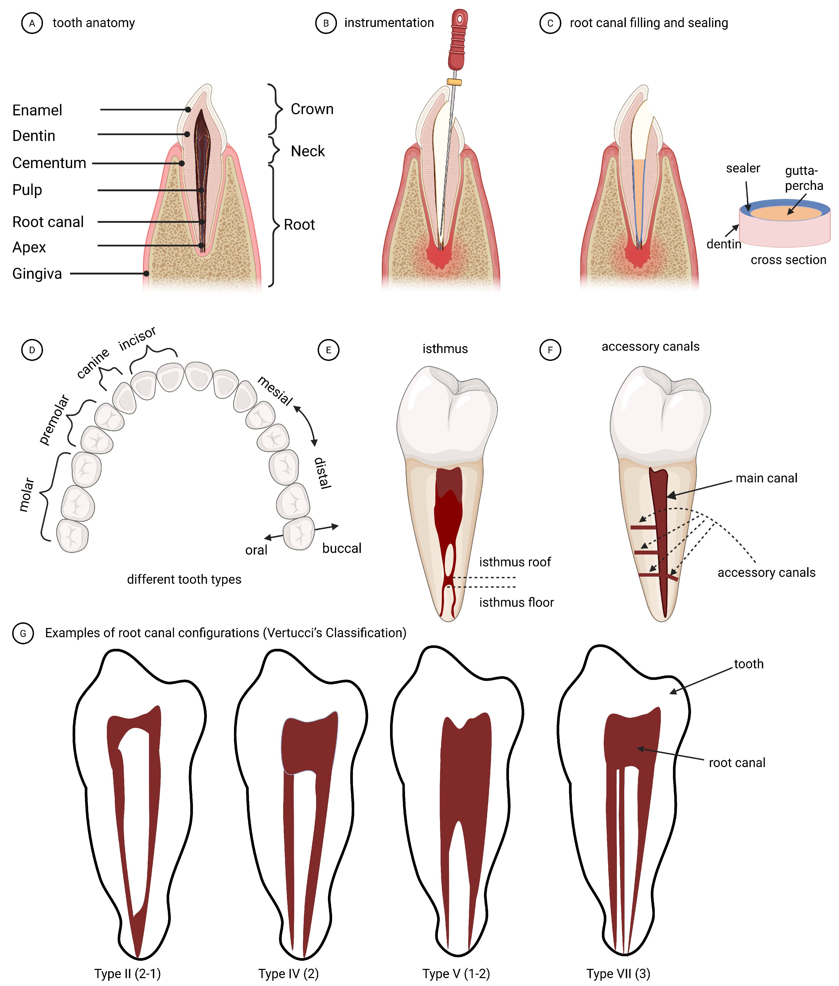 Dentistry 13 00579 g003 Dentistry 13 00579 g003