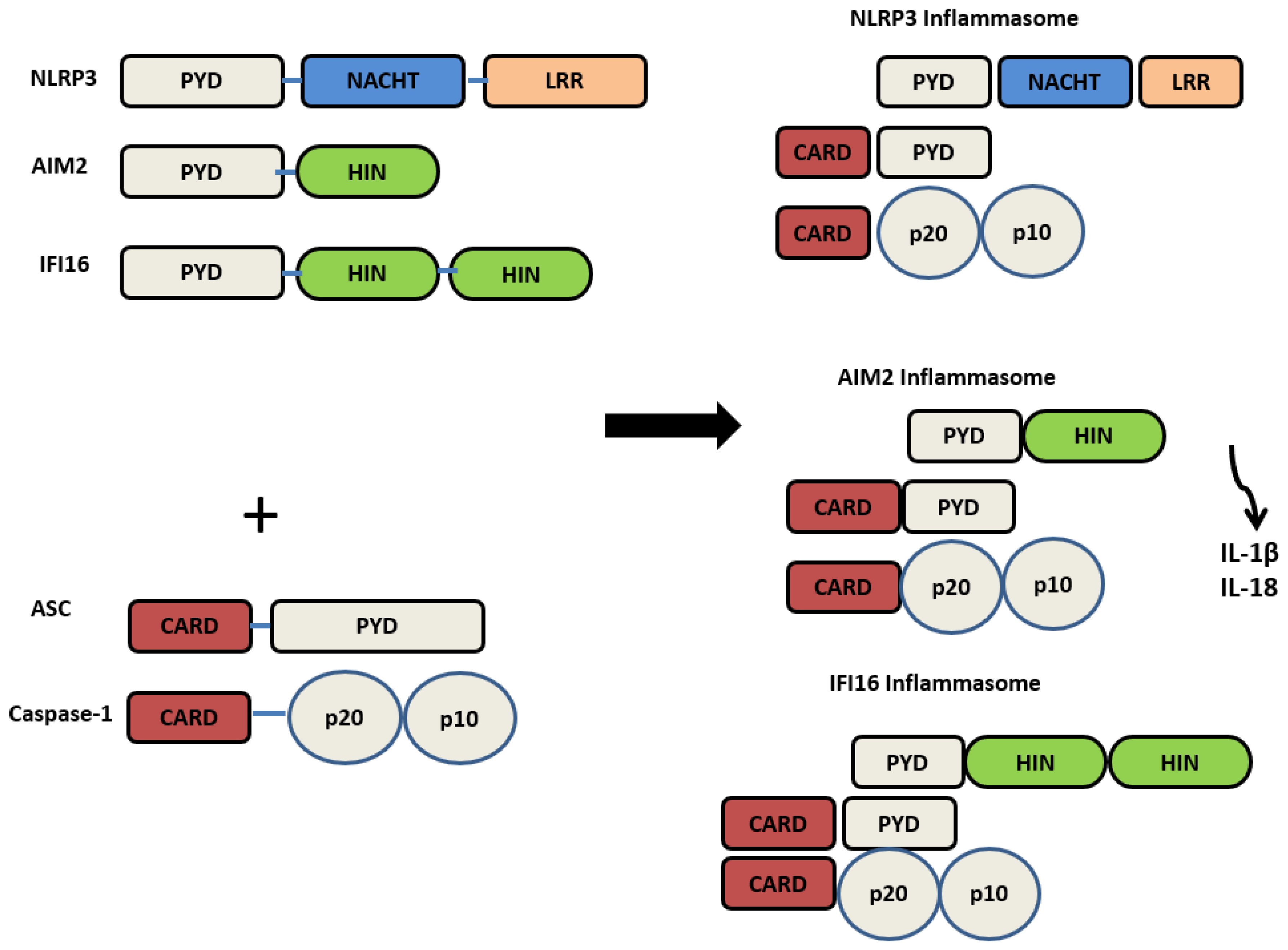 Dentistry 13 00609 g001
