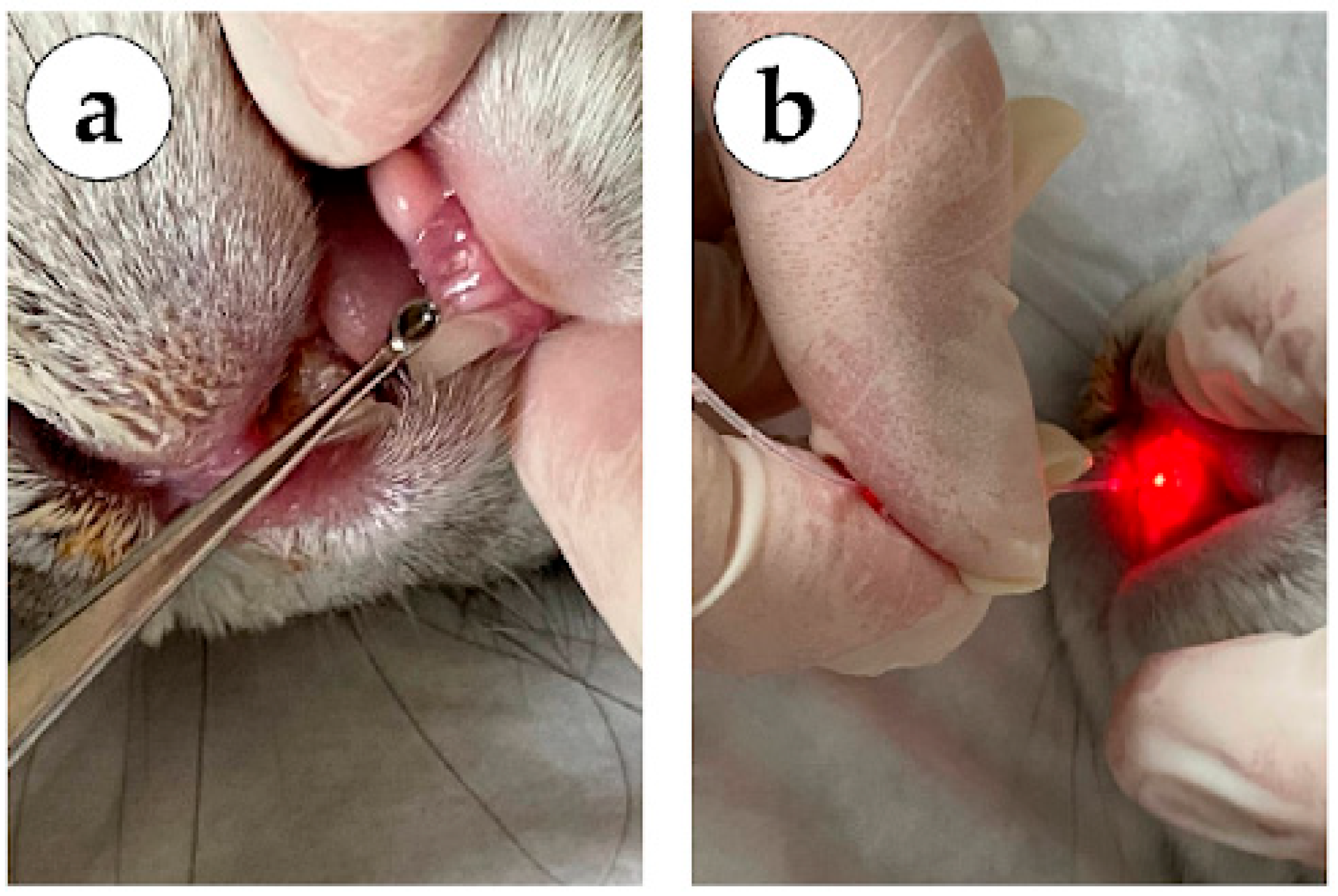 Dentistry 14 00017 g002