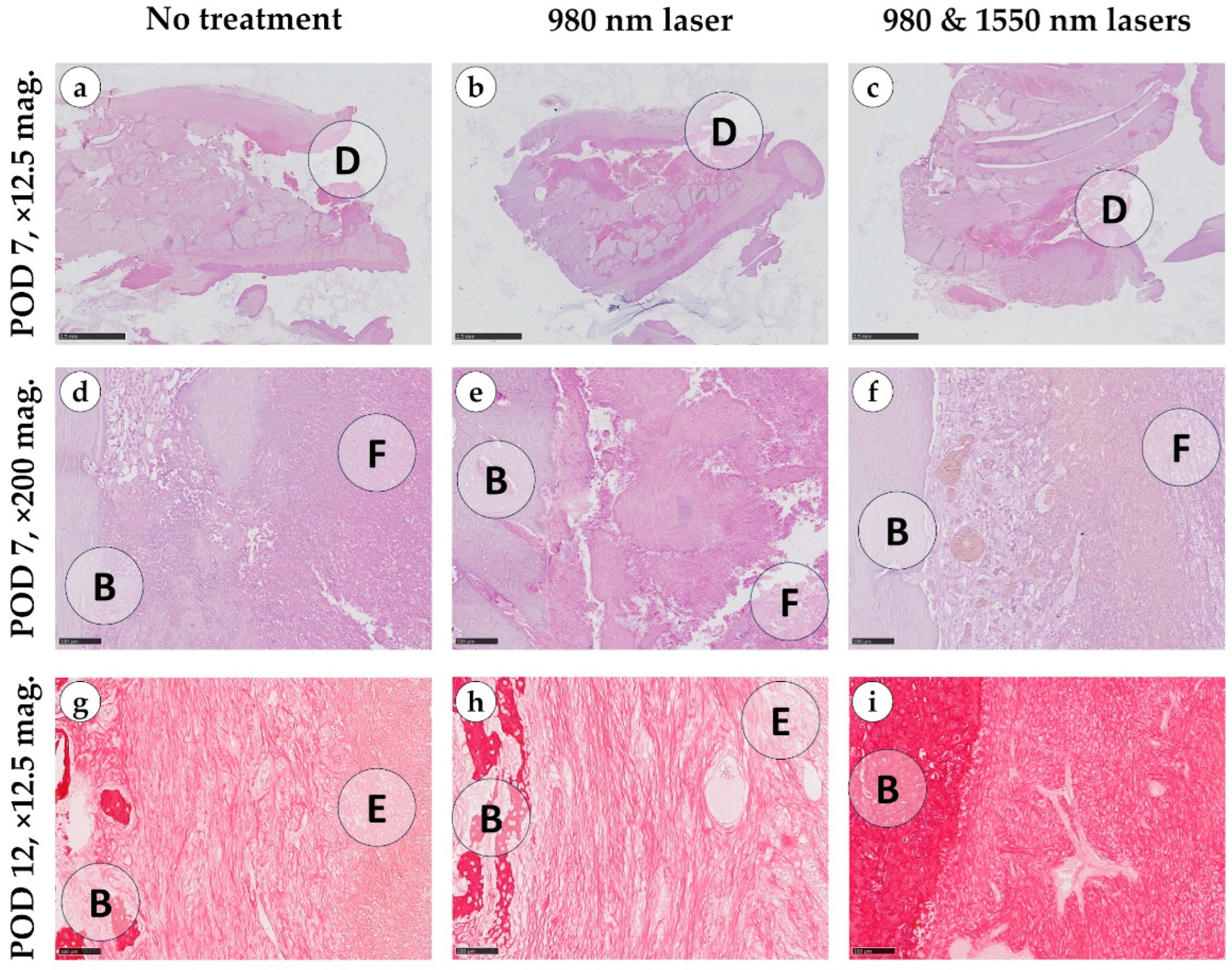Dentistry 14 00017 g004