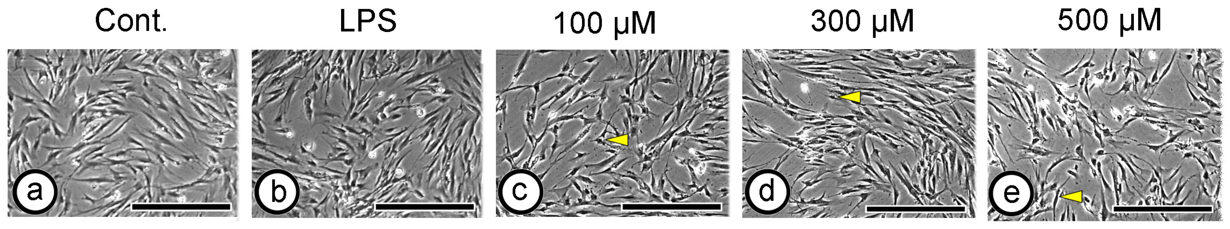Dentistry 14 00051 g003