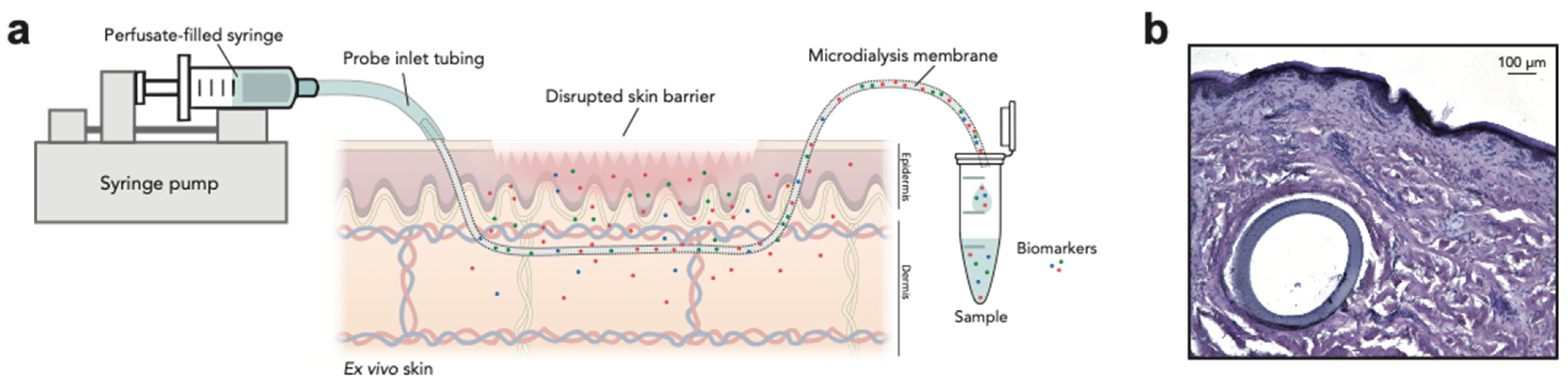 Dermato 01 00008 g001