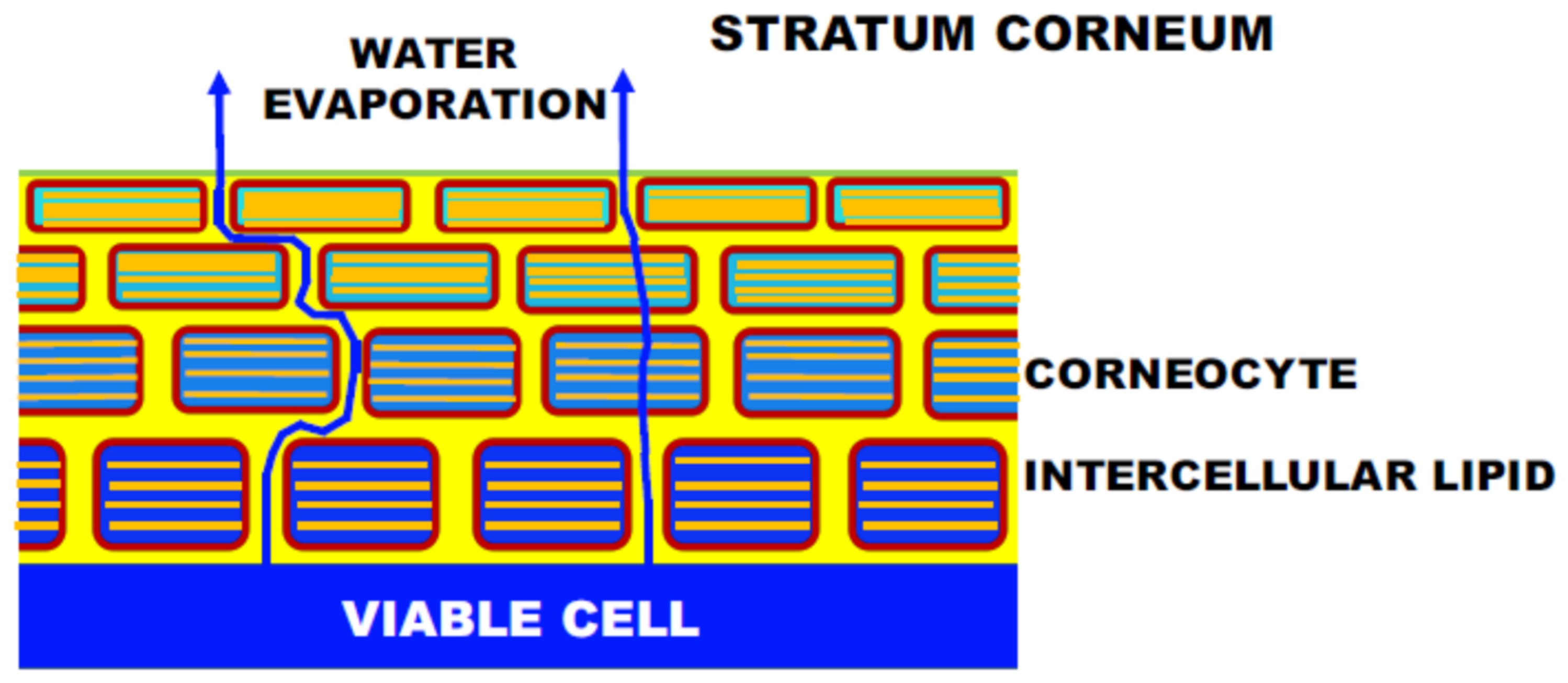 Dermato 02 00009 g001