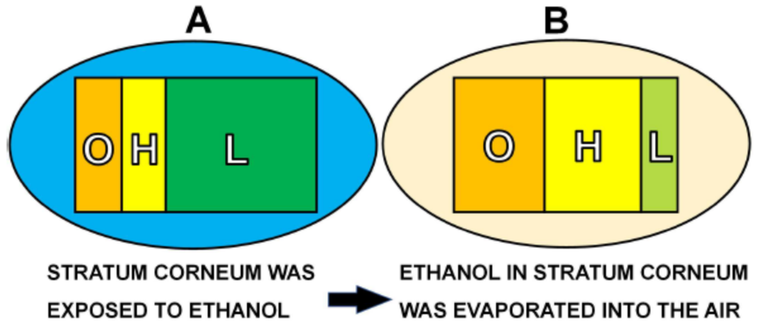 Dermato 02 00009 g016