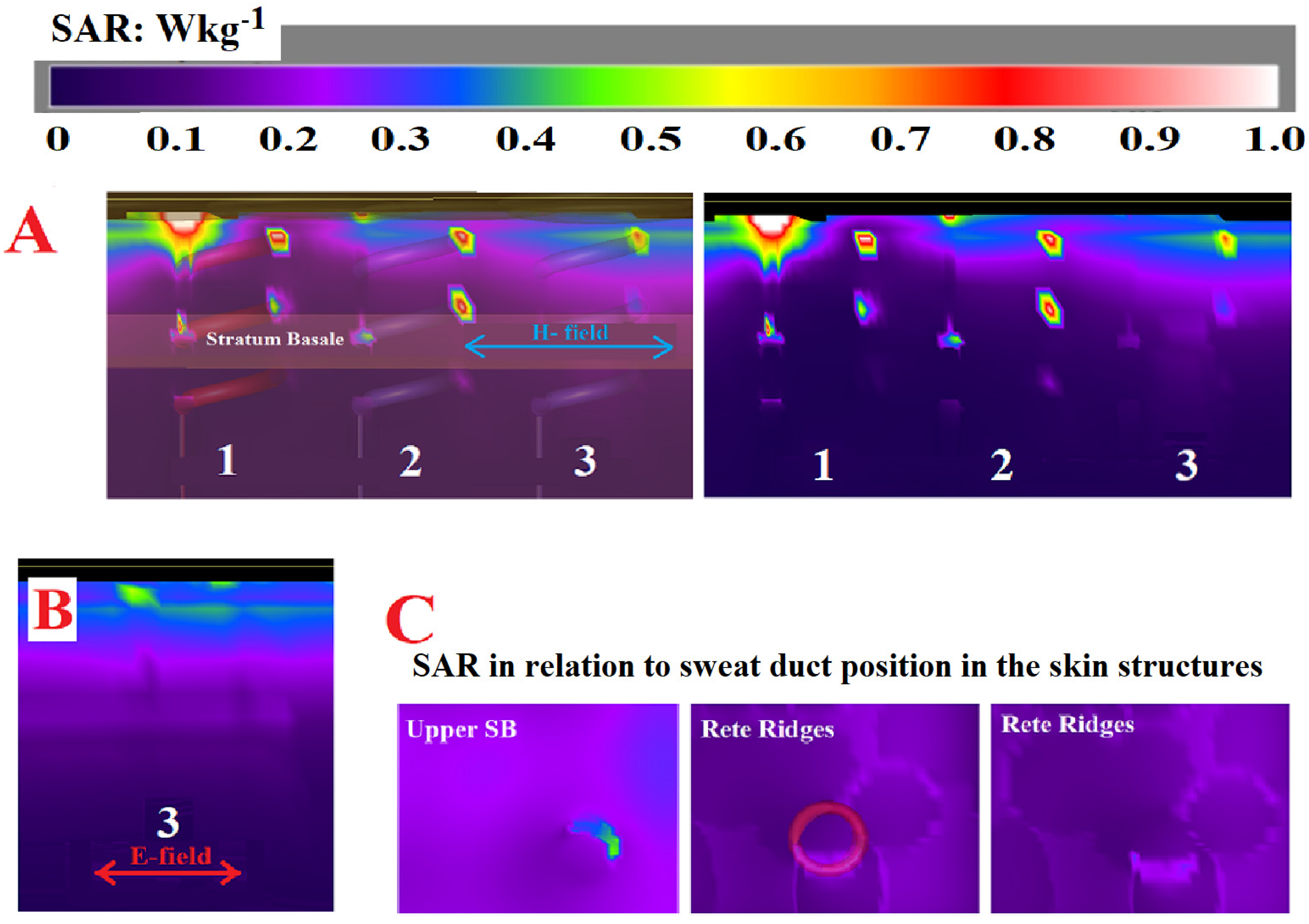 Dermato 03 00006 g005