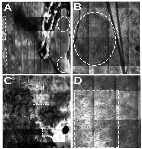 Dermato 03 00013 g005 Dermato 03 00013 g005