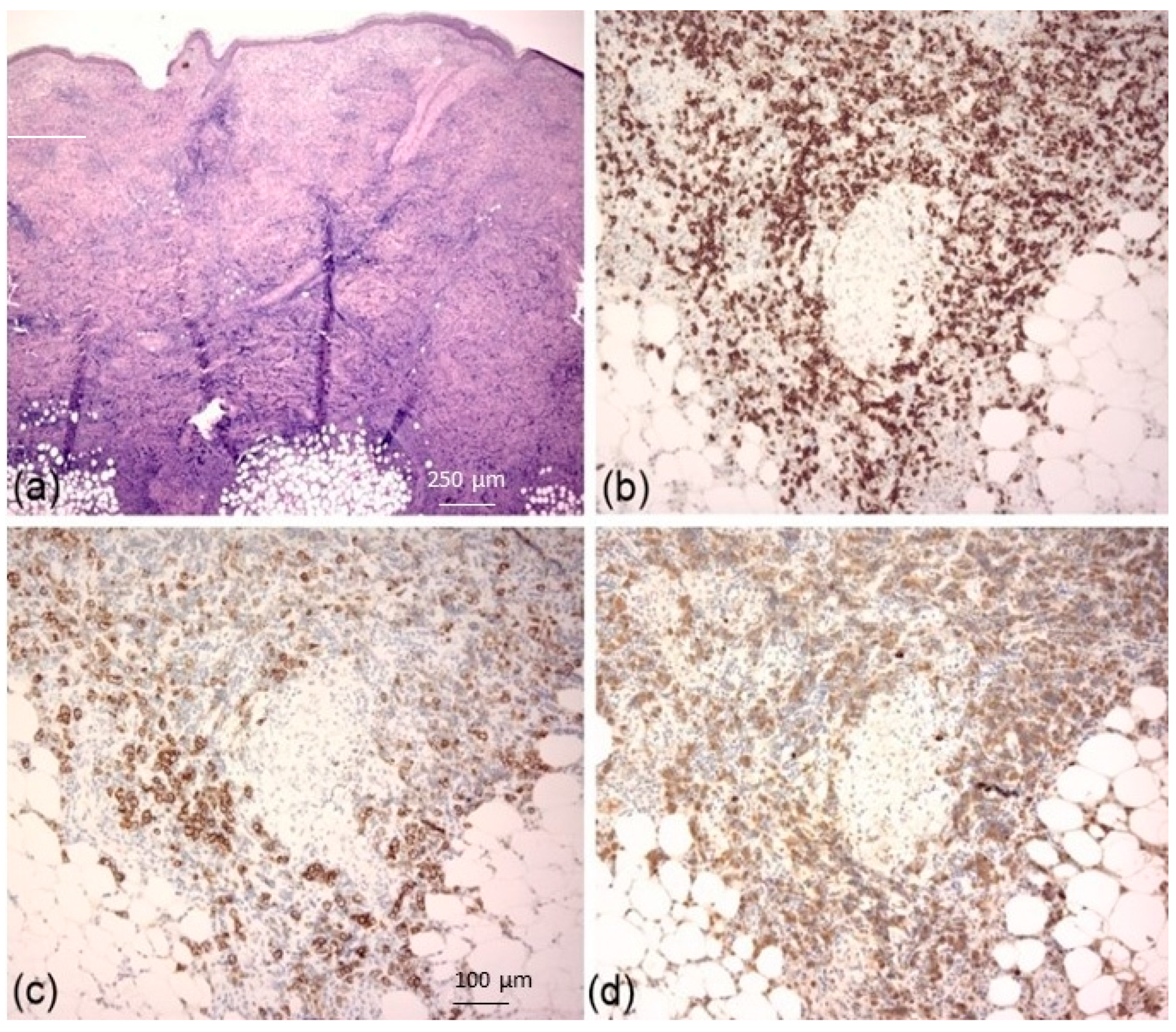 Dermato 04 00005 g002