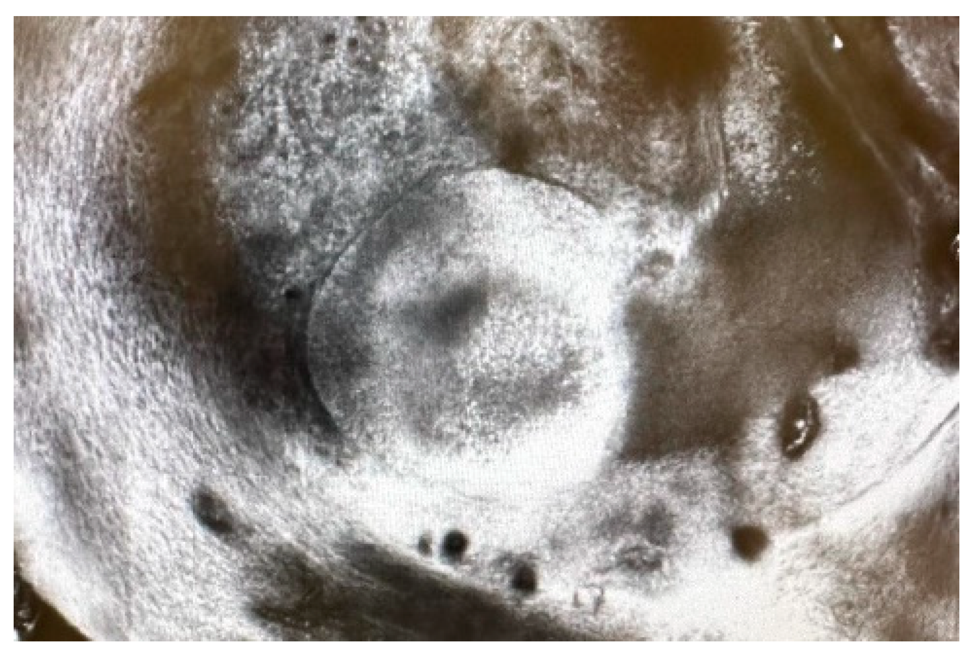 Dermato 04 00008 g003