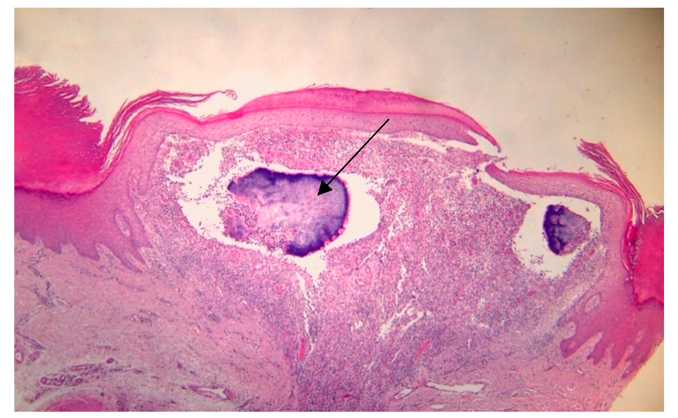 Dermato 04 00008 g004