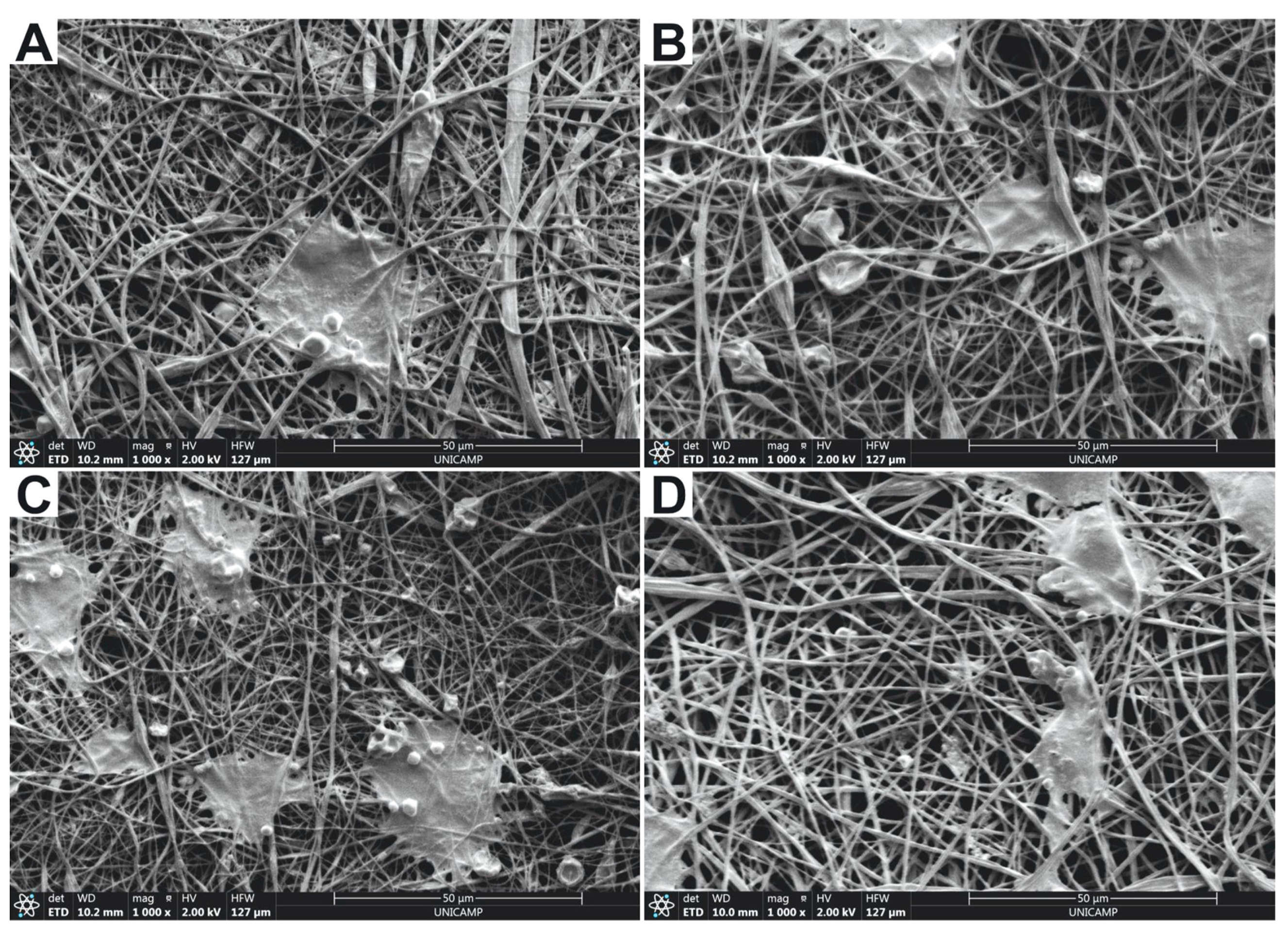 Dermato 05 00004 g005